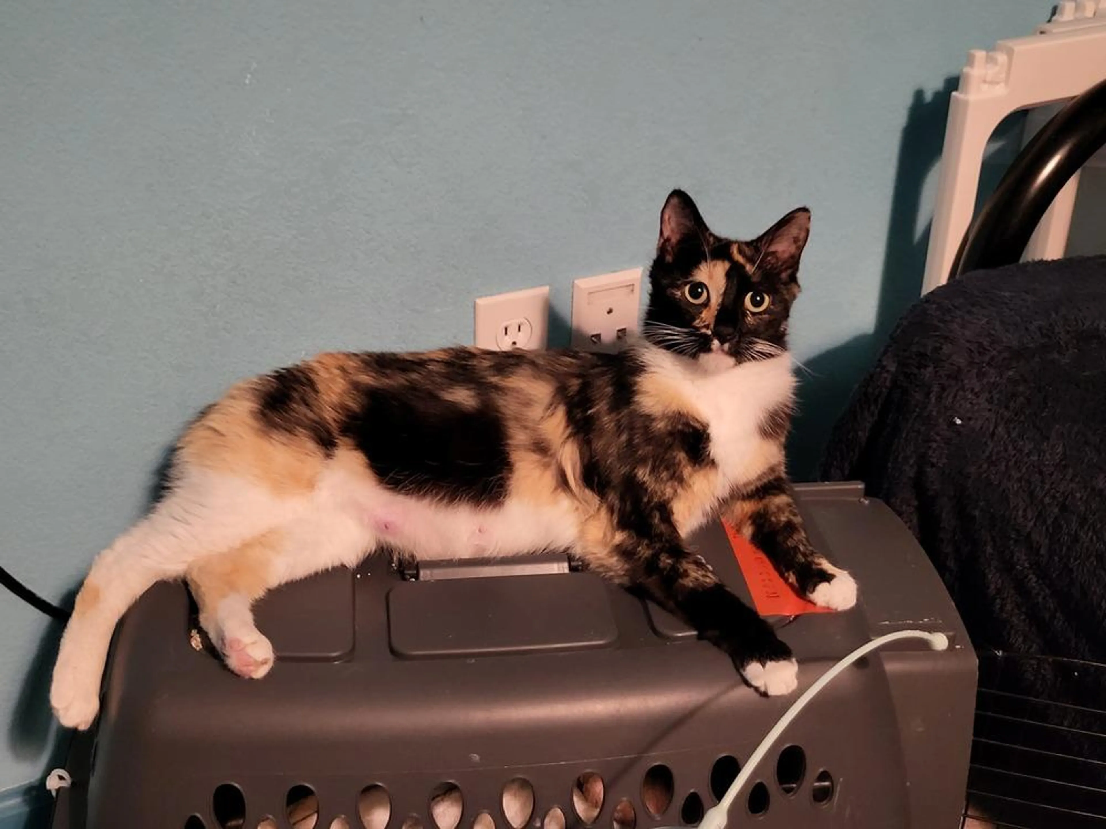 Found pet-2