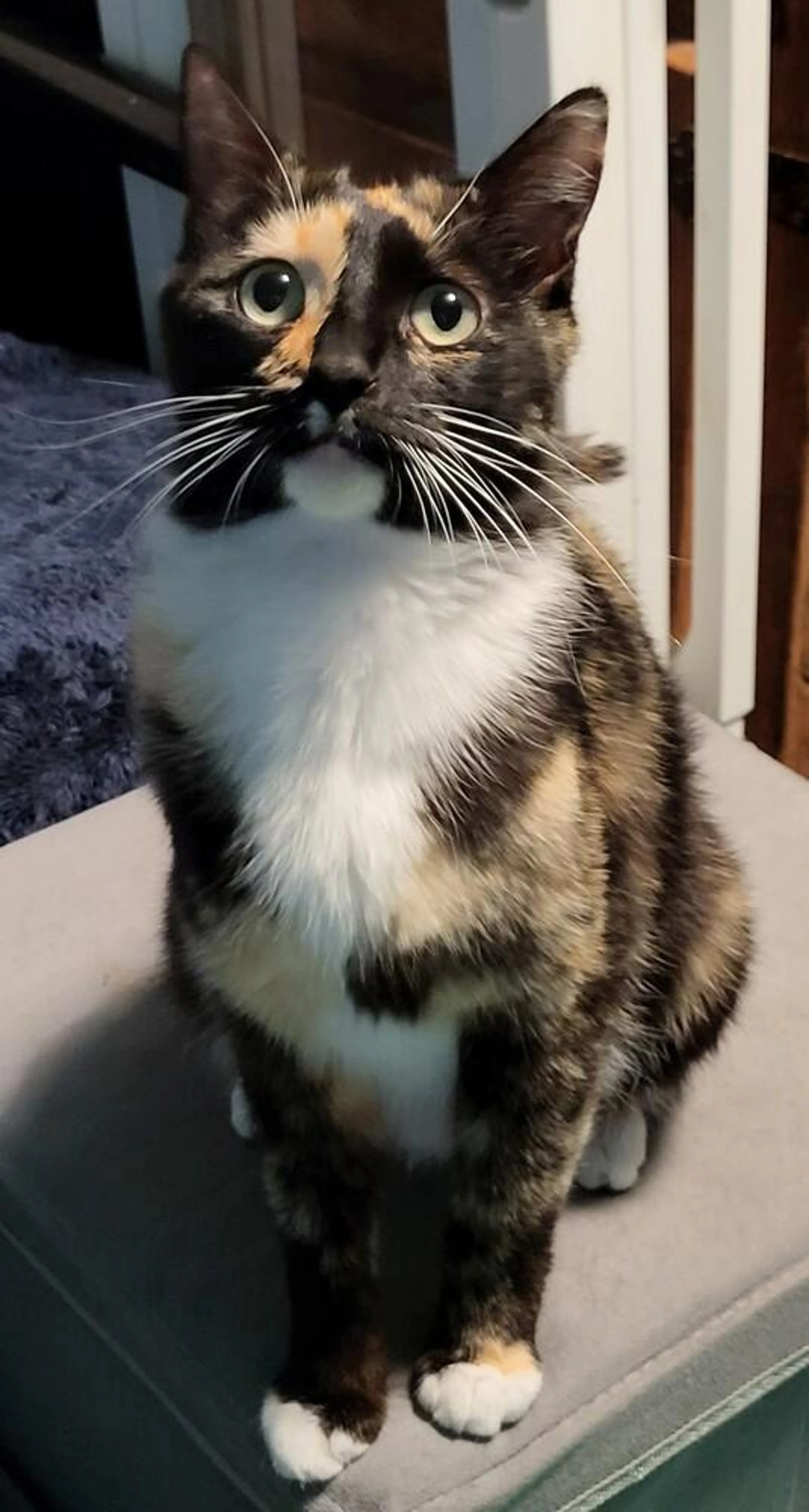 Found pet-0