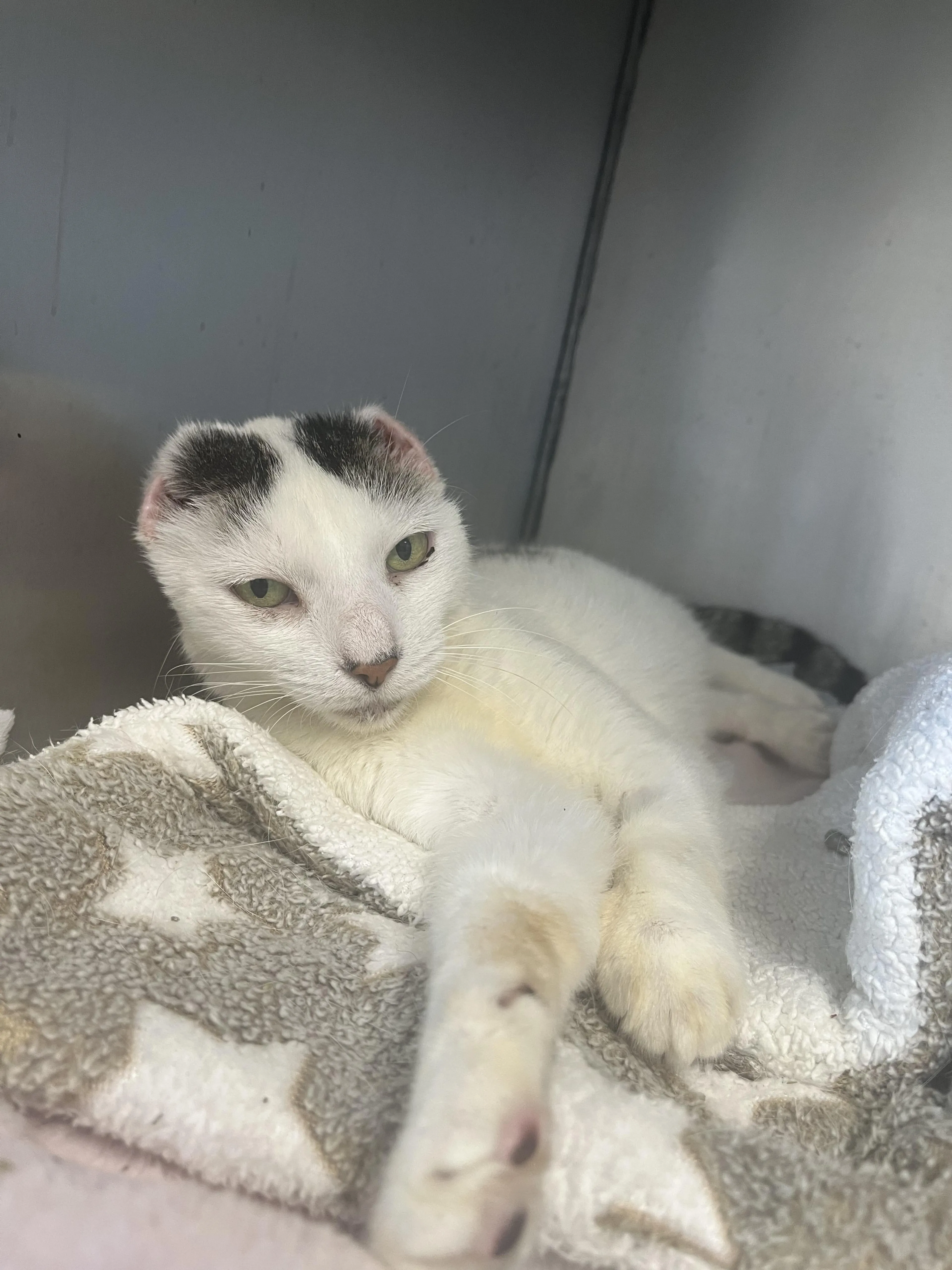 Found pet-1