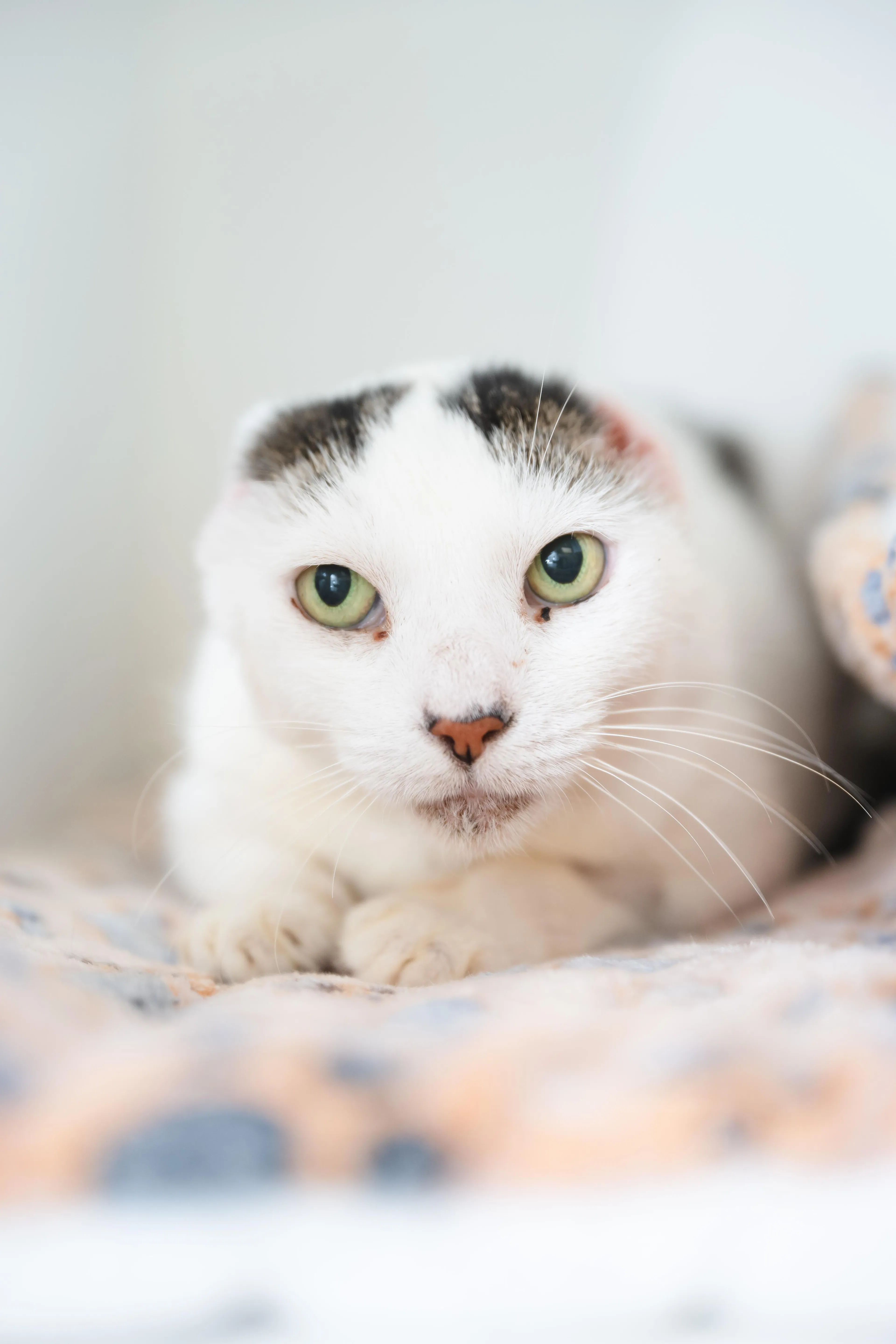 Found pet-3