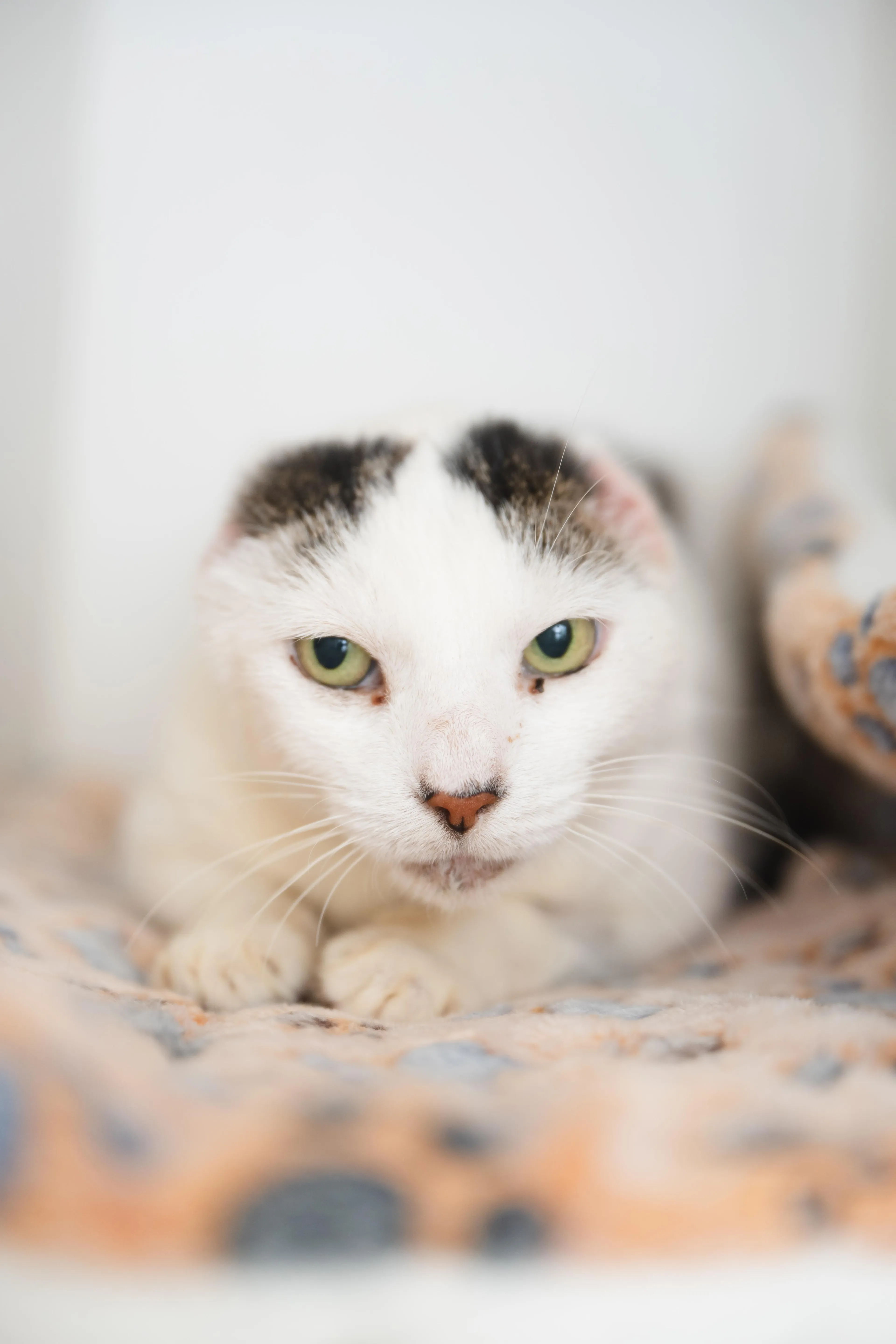 Found pet-2