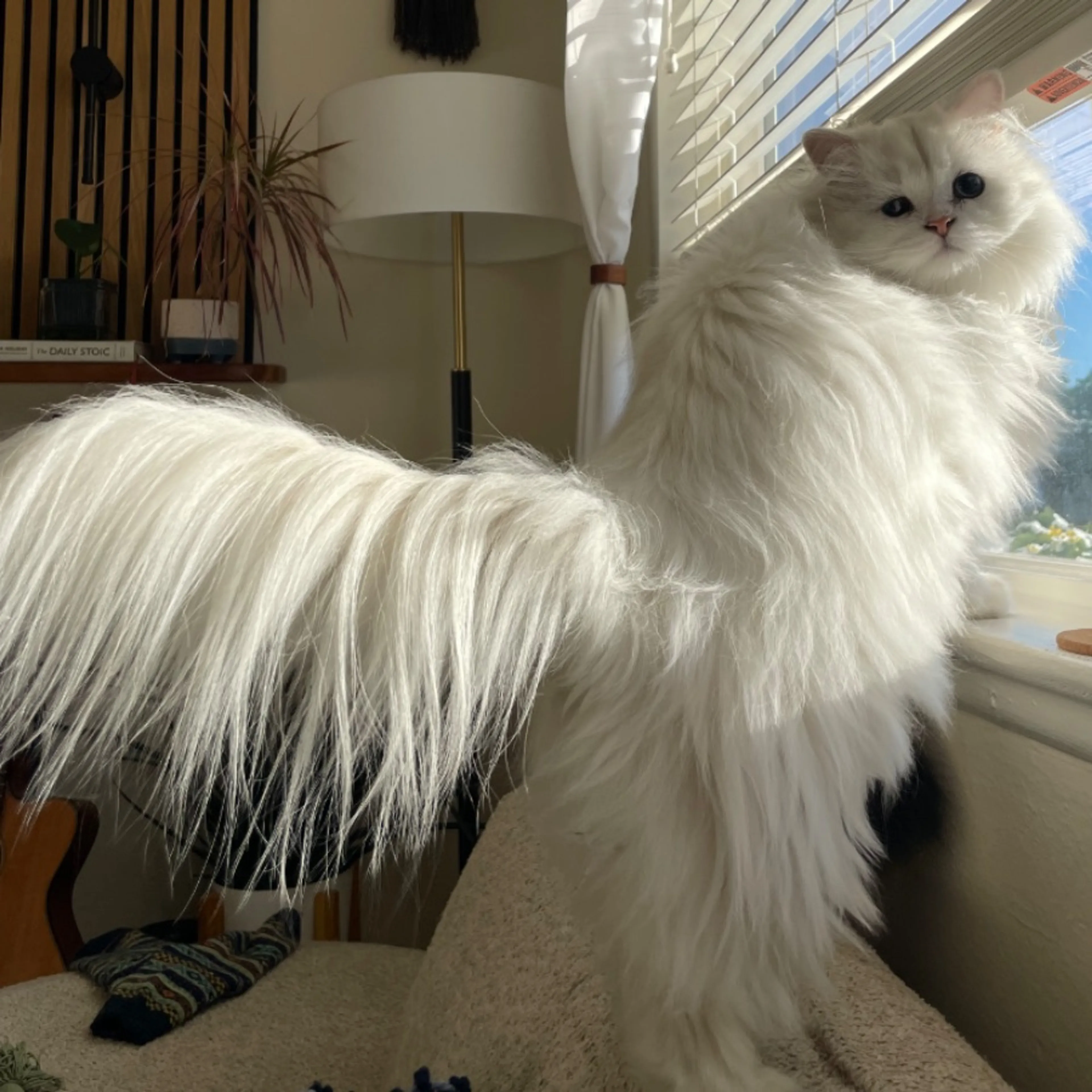 Lost pet