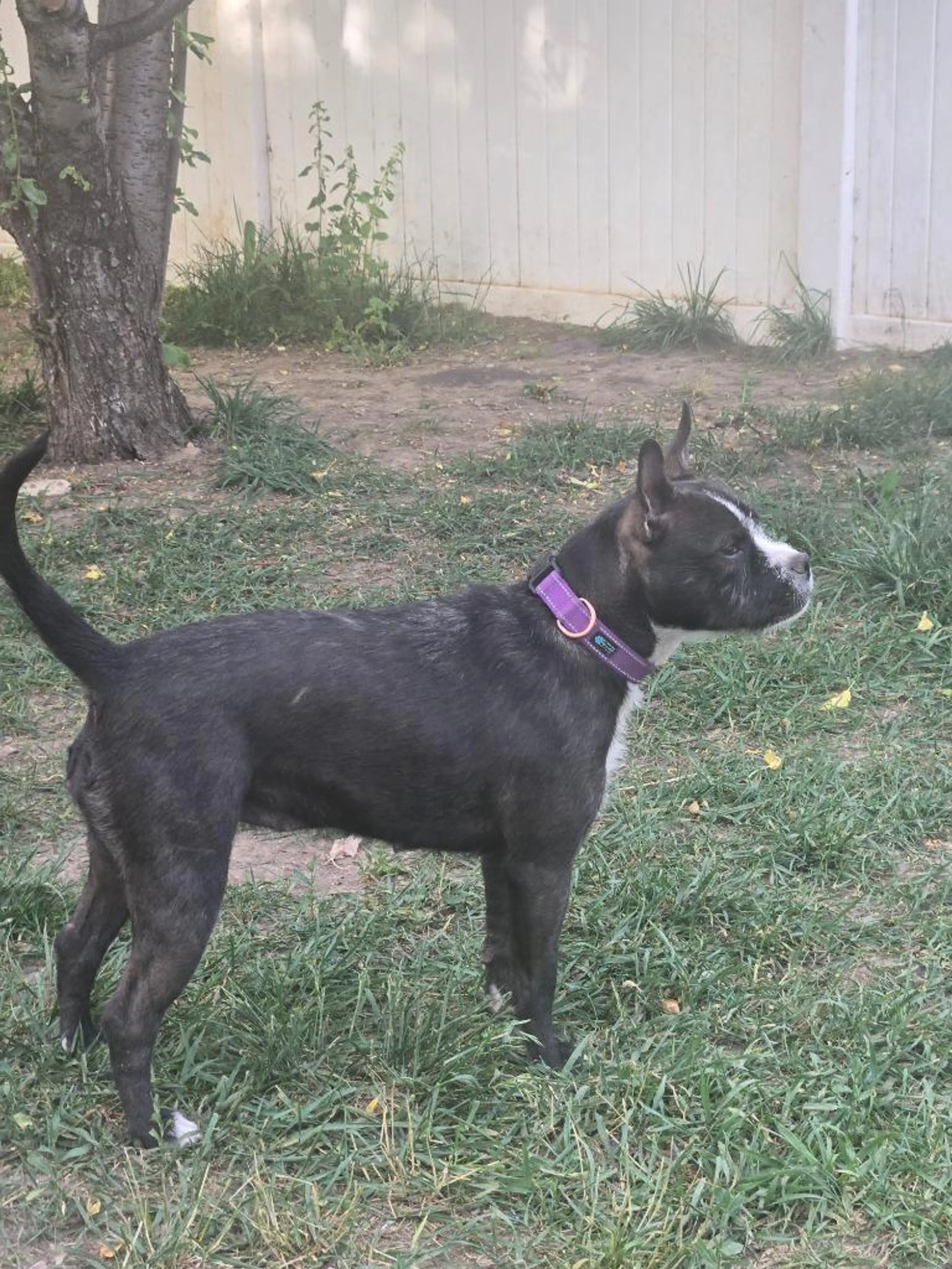 Found pet-1