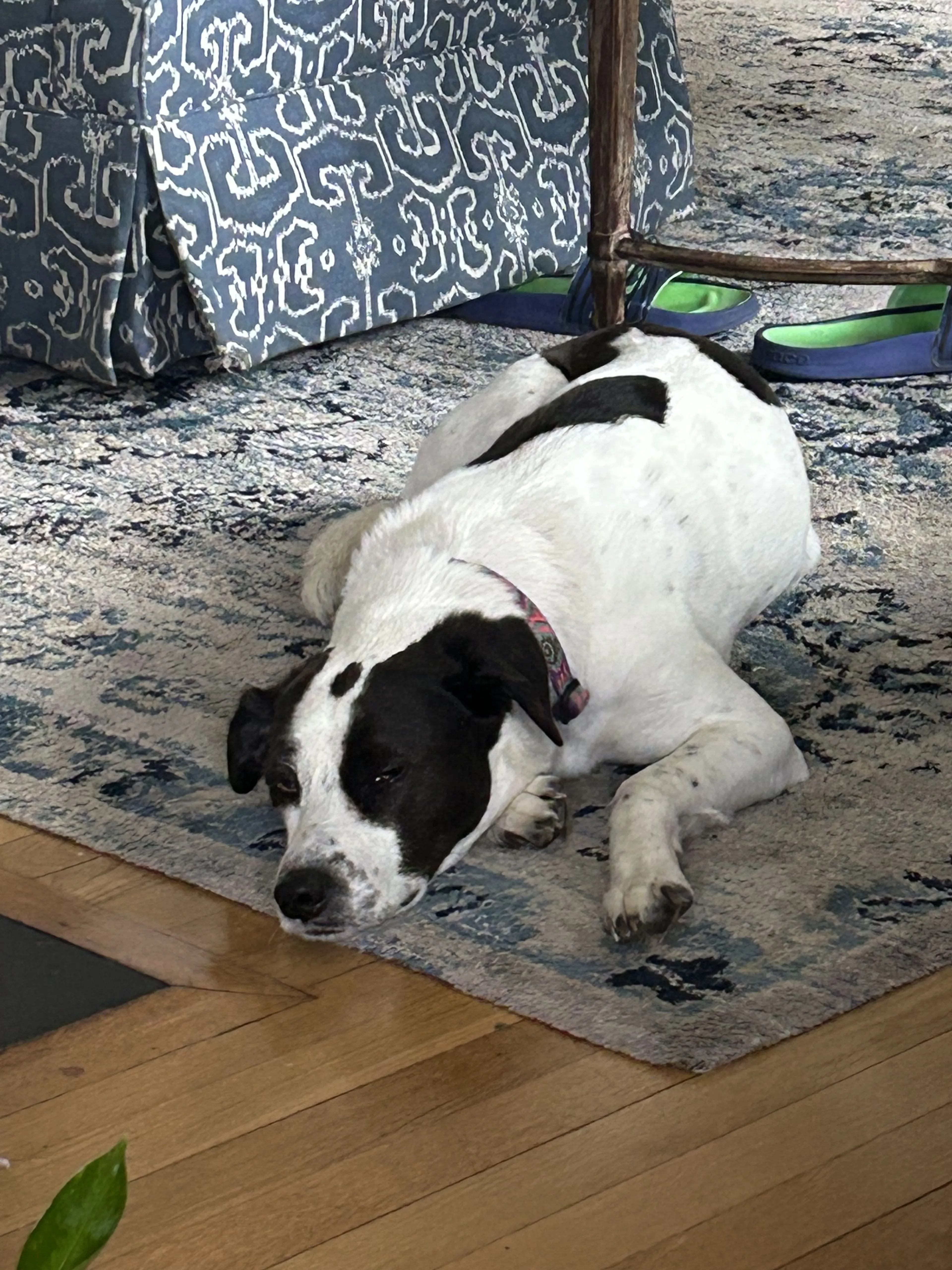 Lost pet