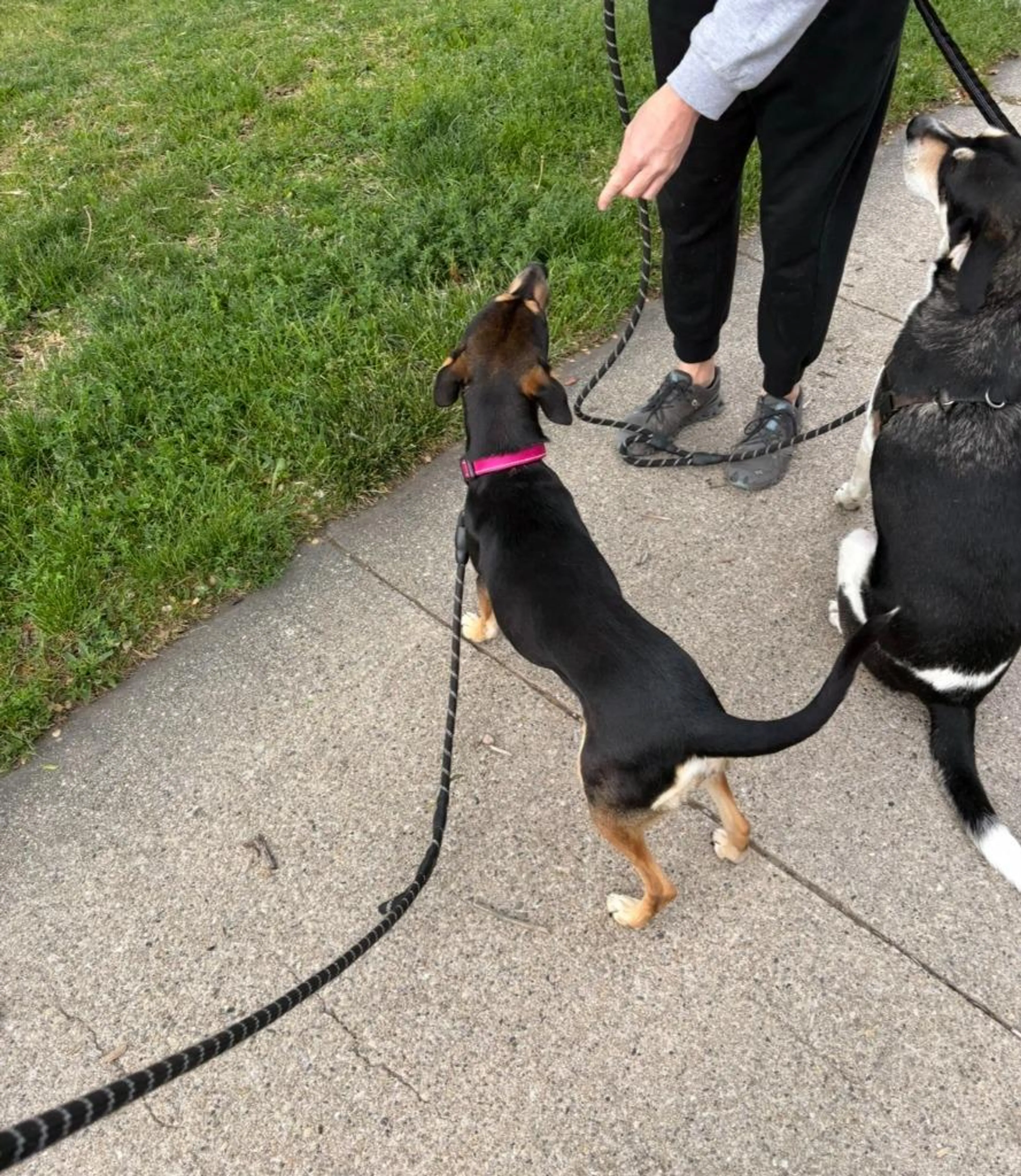 Found pet-0
