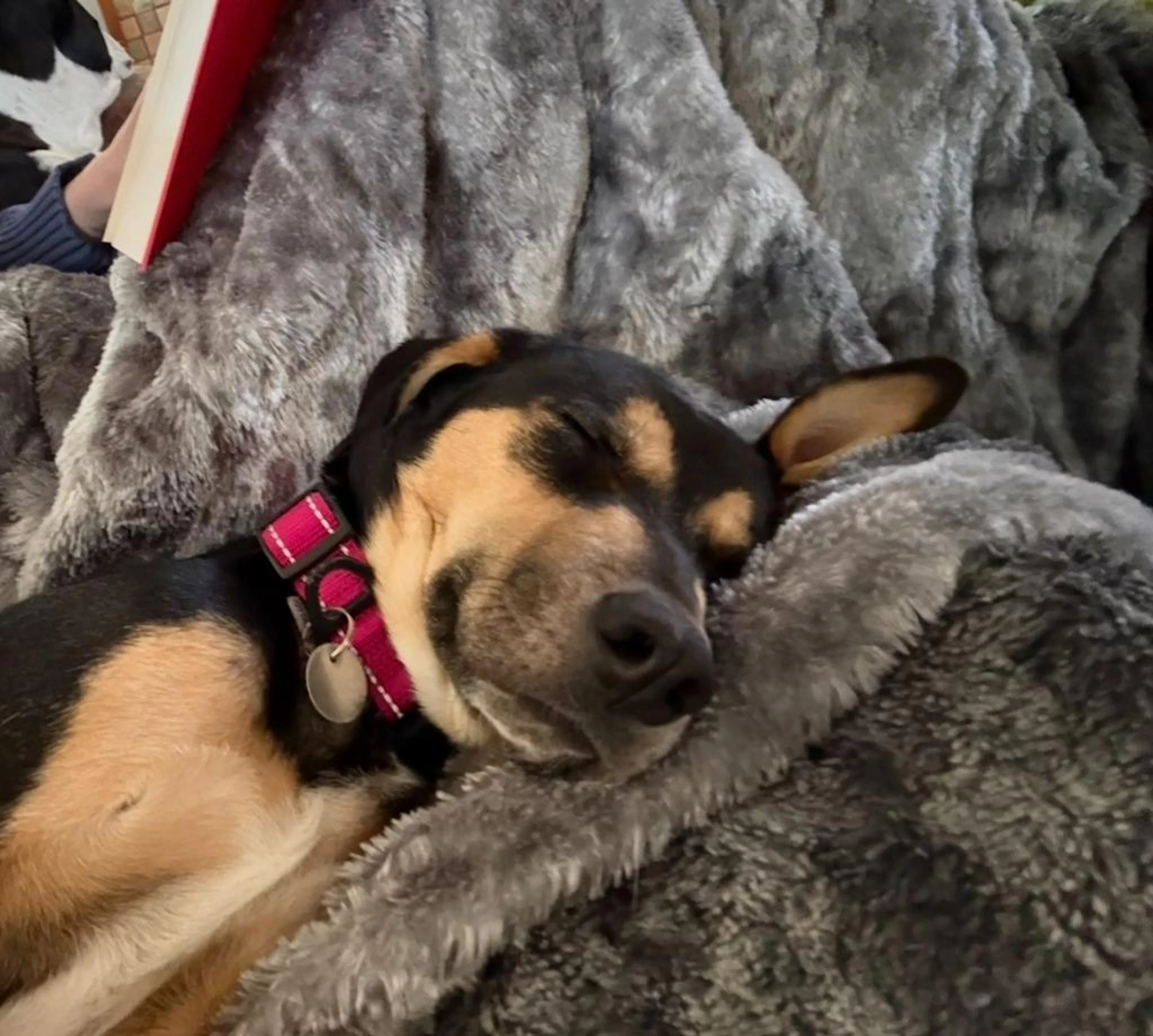 Found pet-3