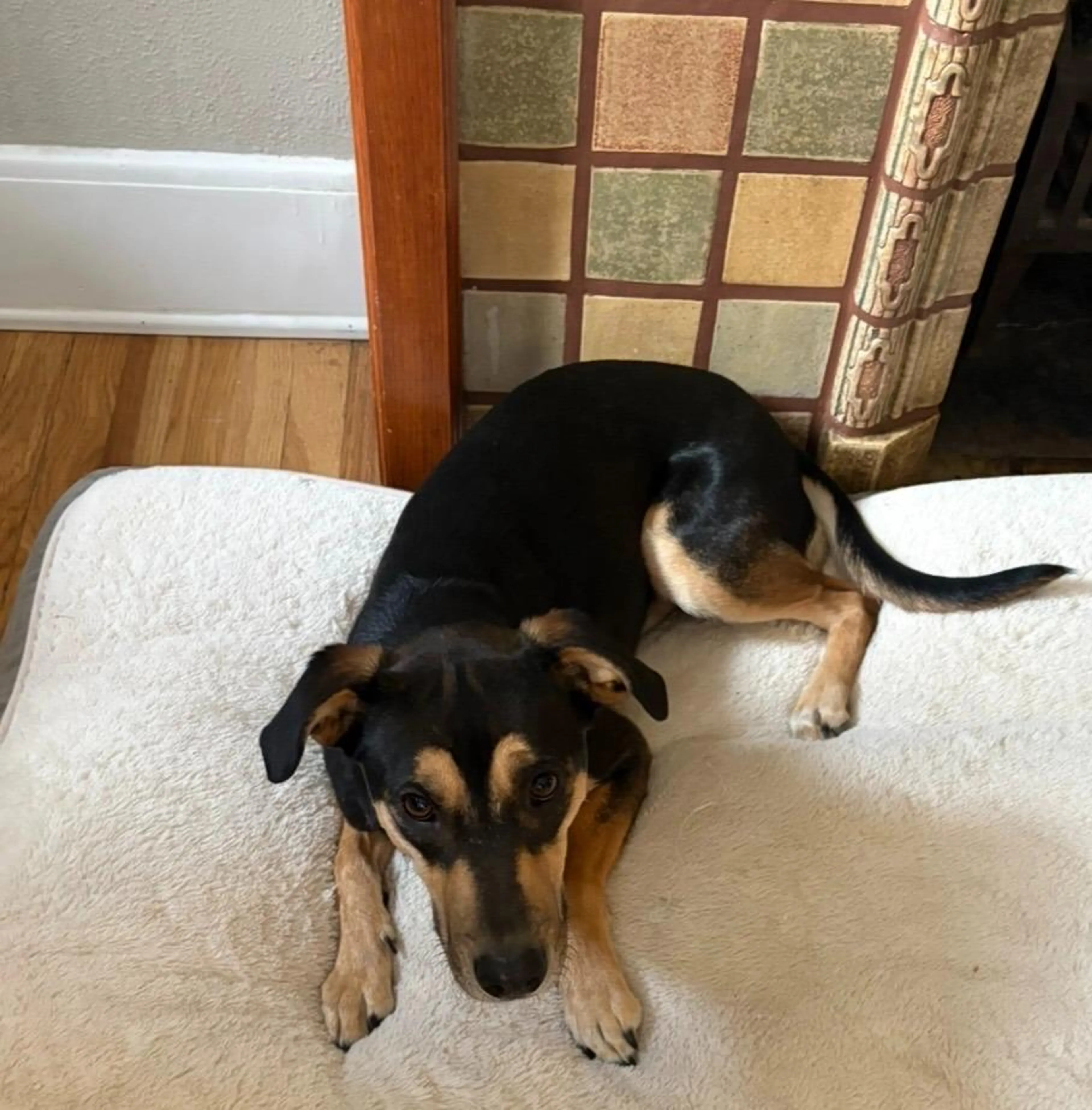 Found pet-5