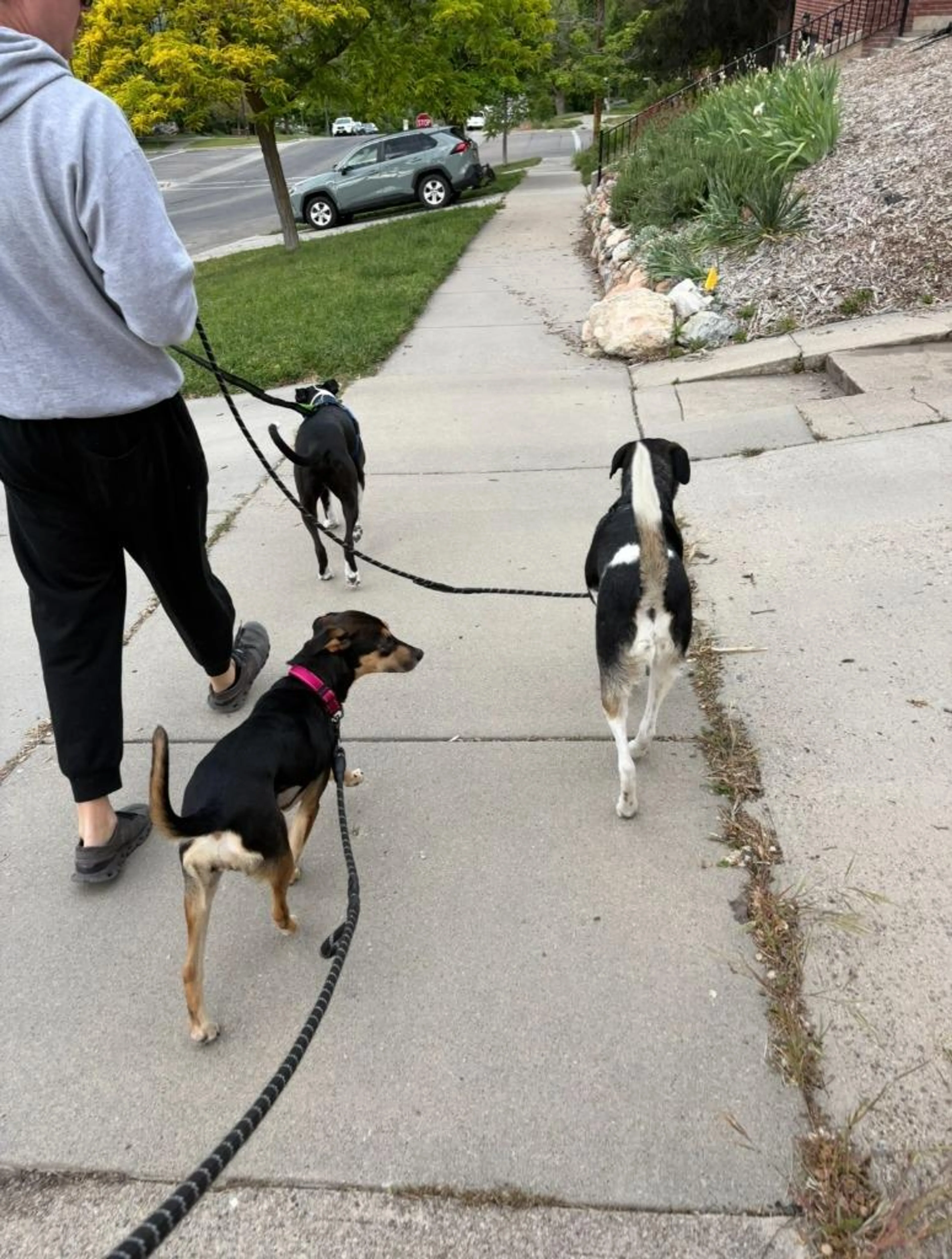 Found pet-4
