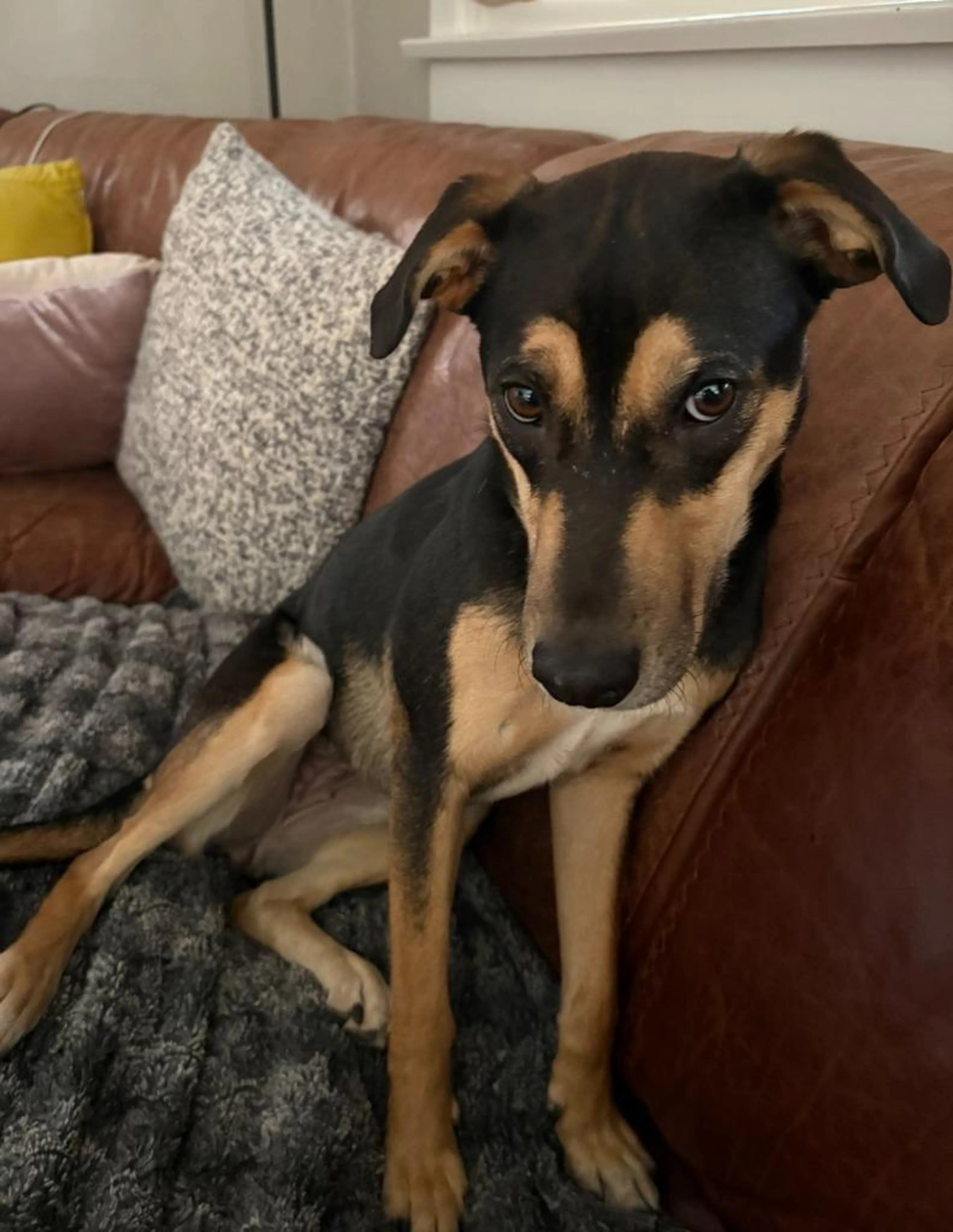 Found pet-1
