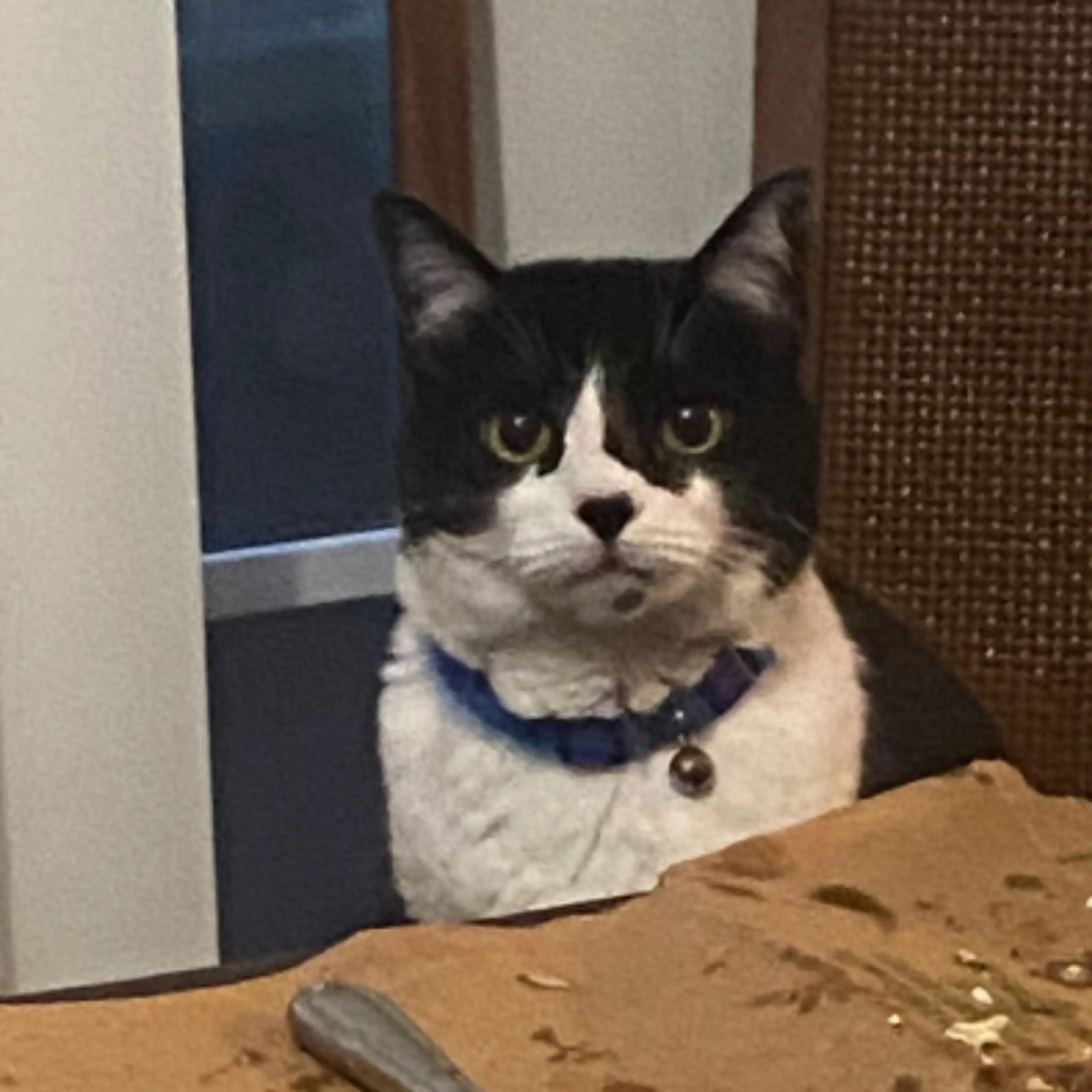 Lost pet