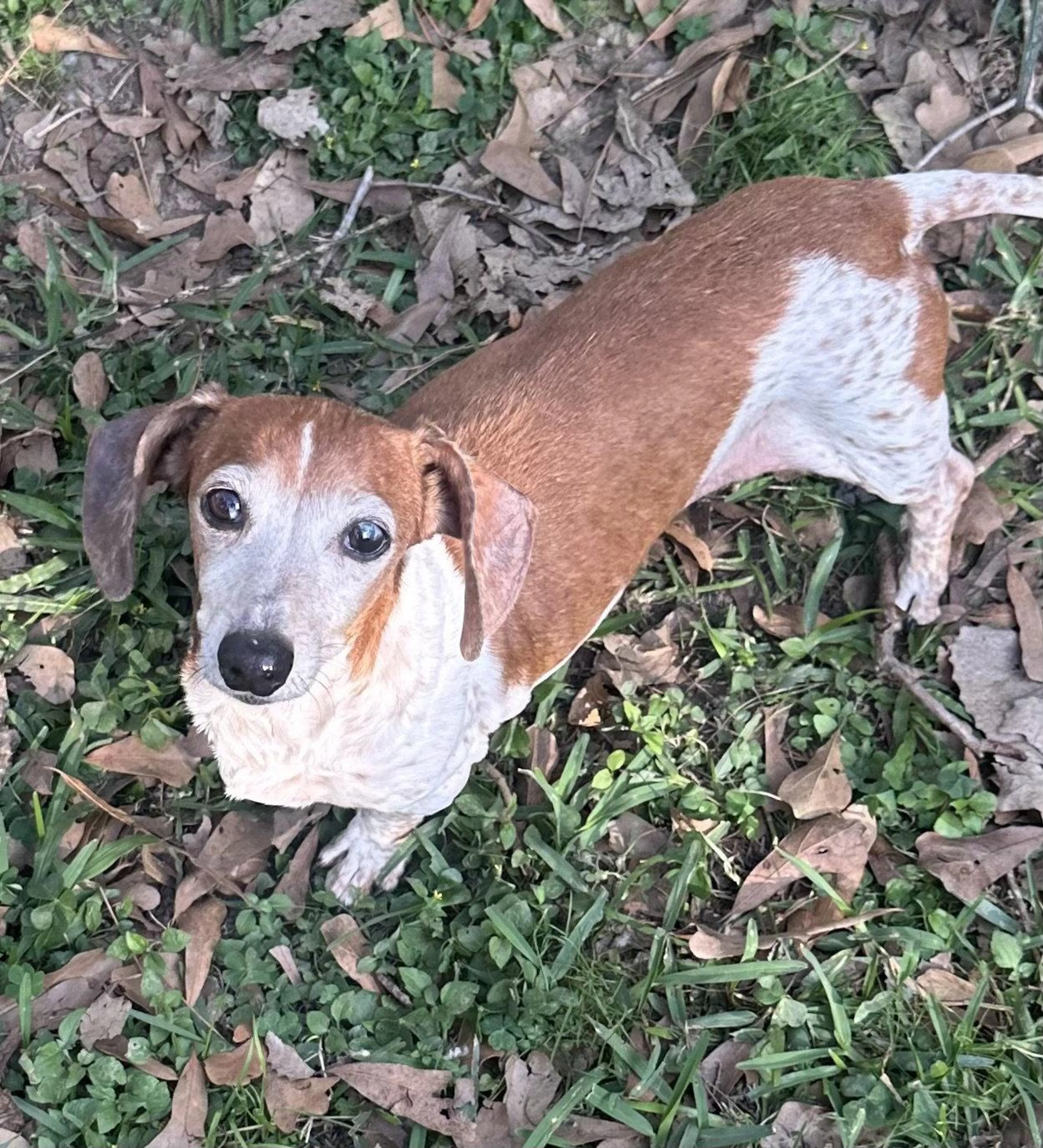 Found pet-0