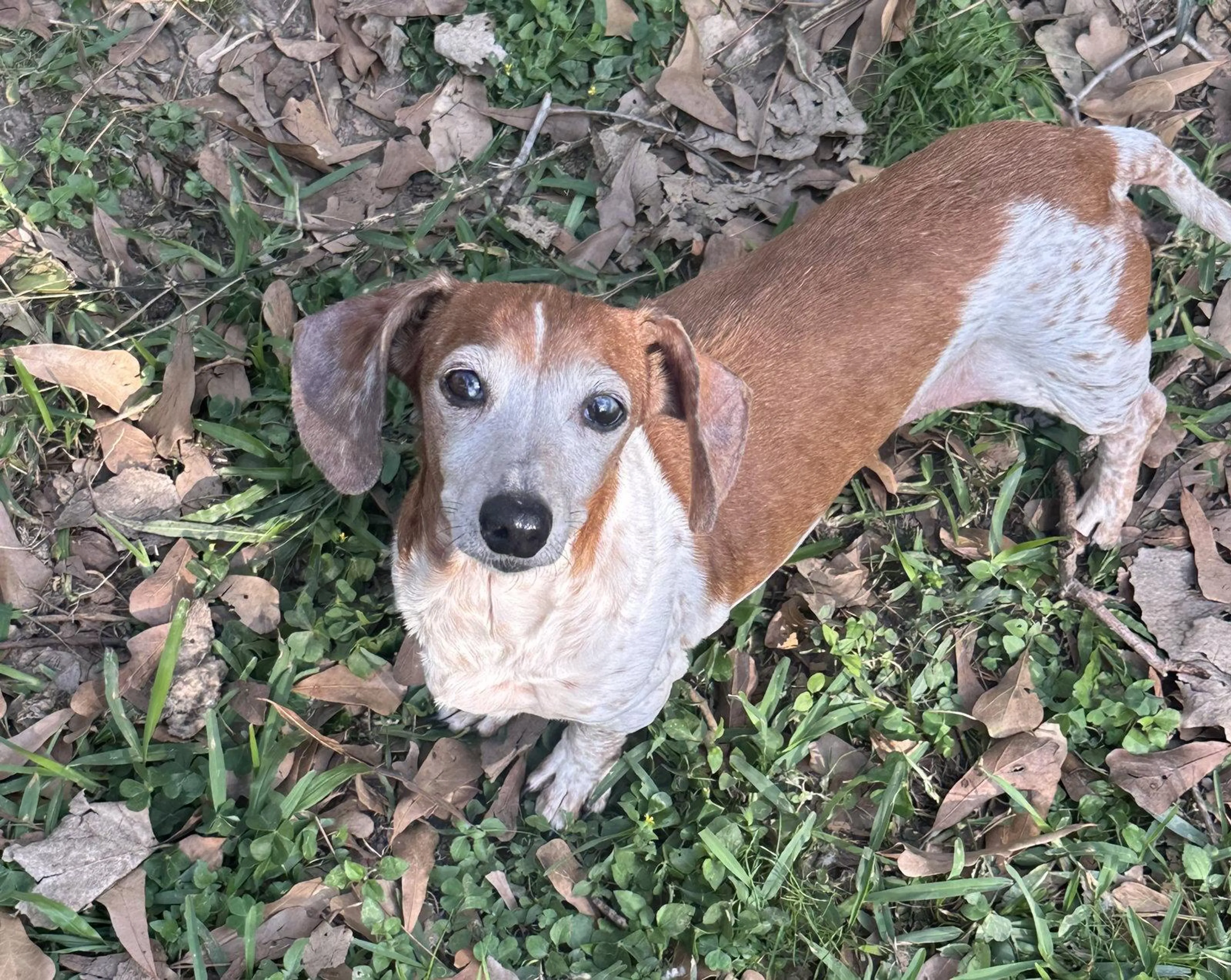 Found pet-2
