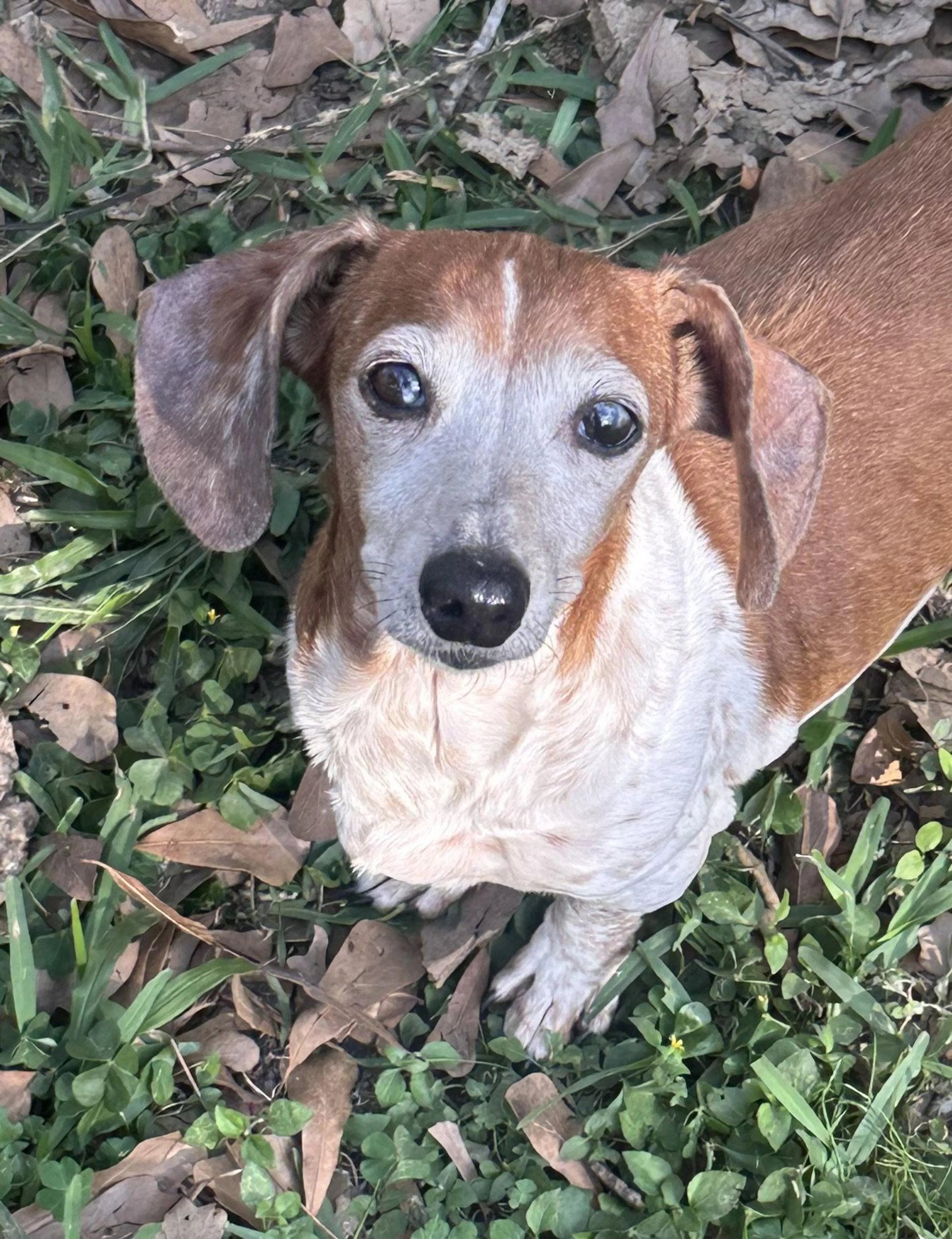 Found pet-1