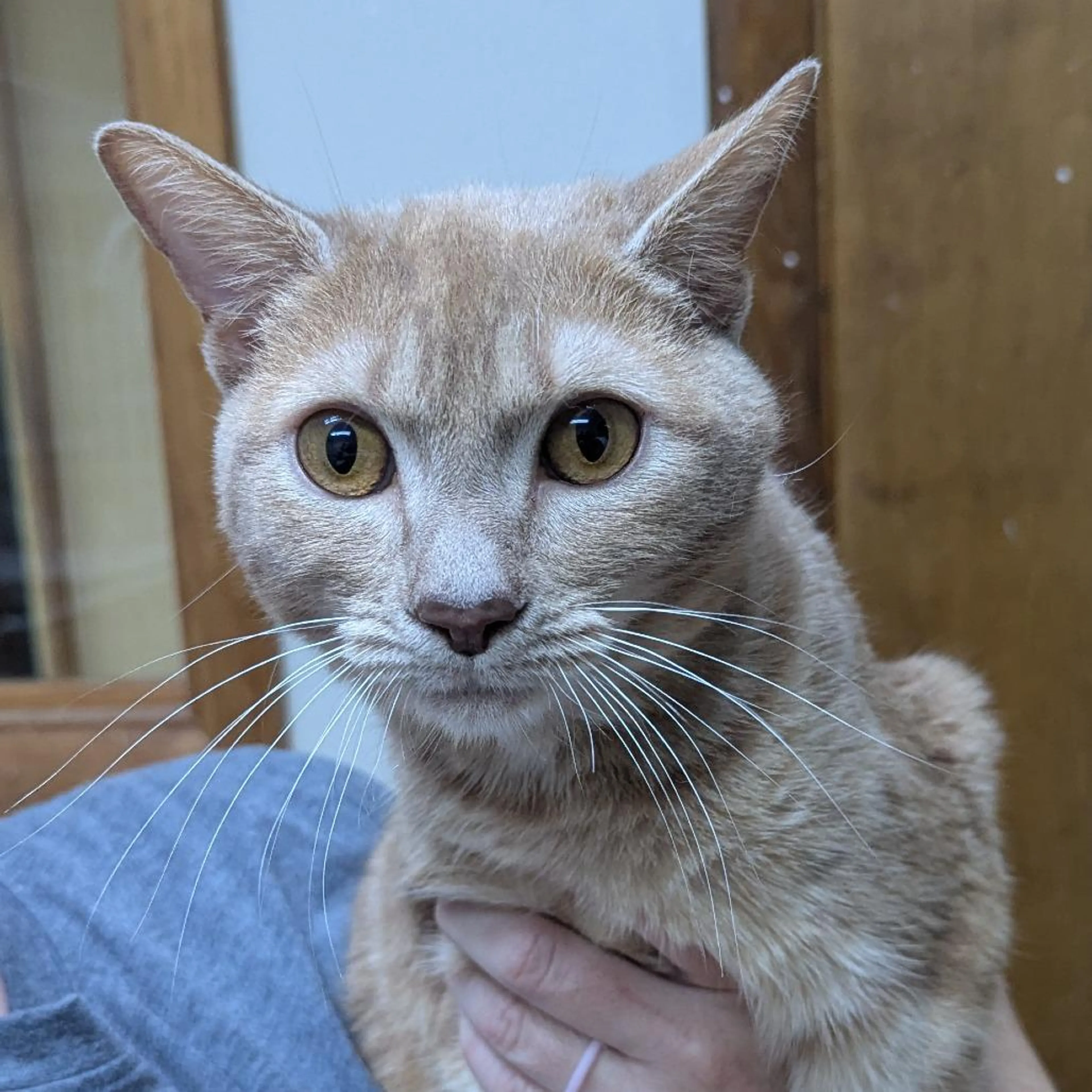 Found pet-1