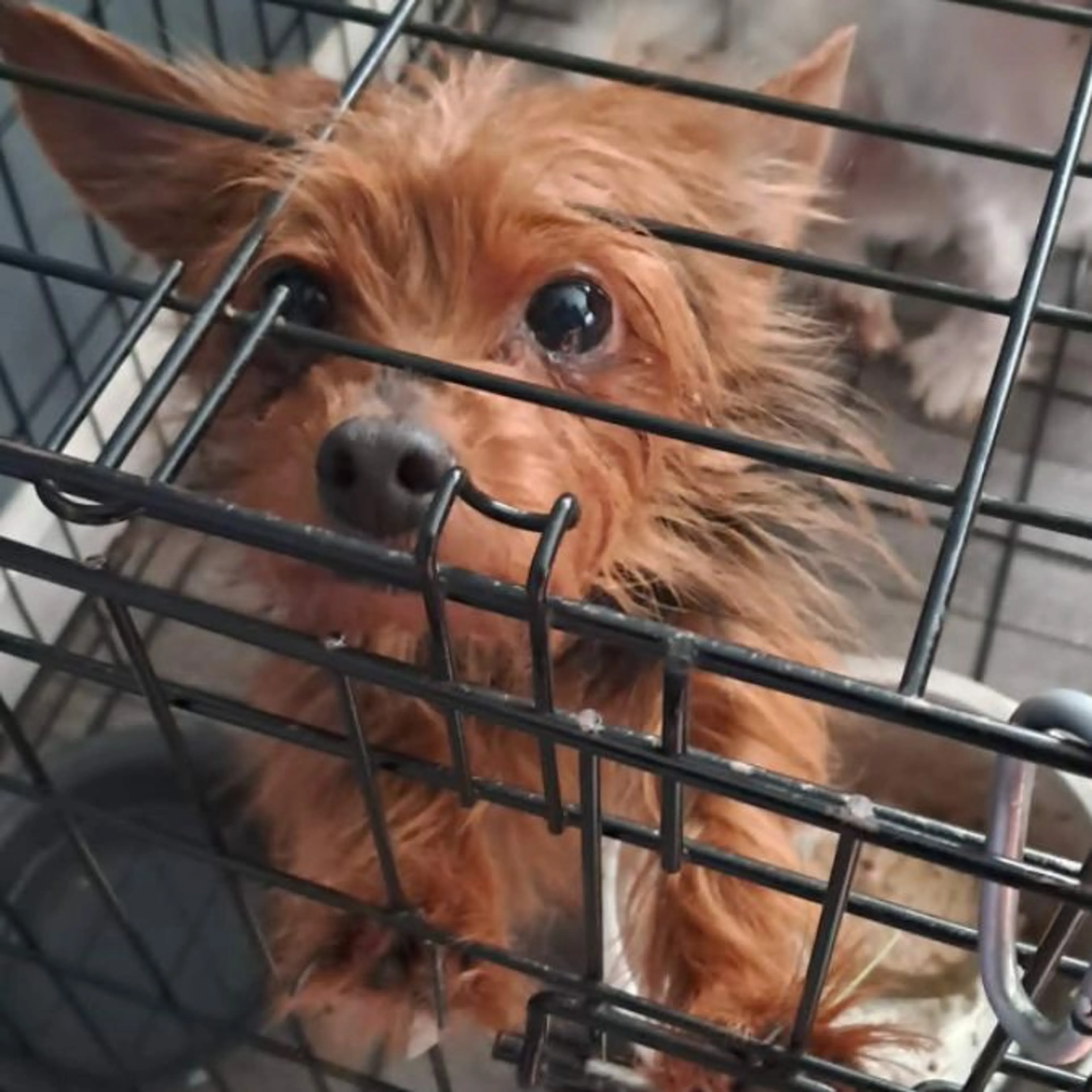 Lost pet