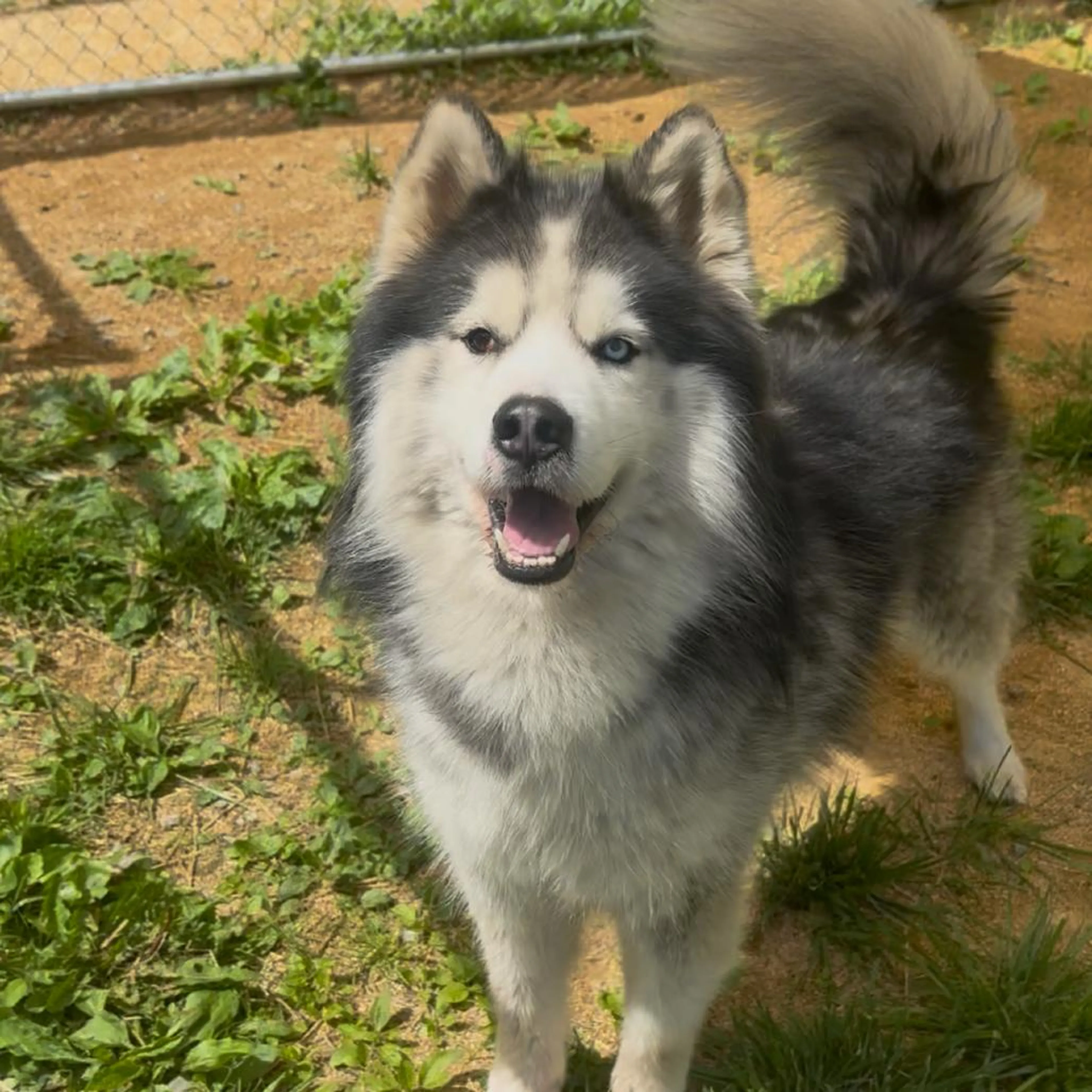Found pet