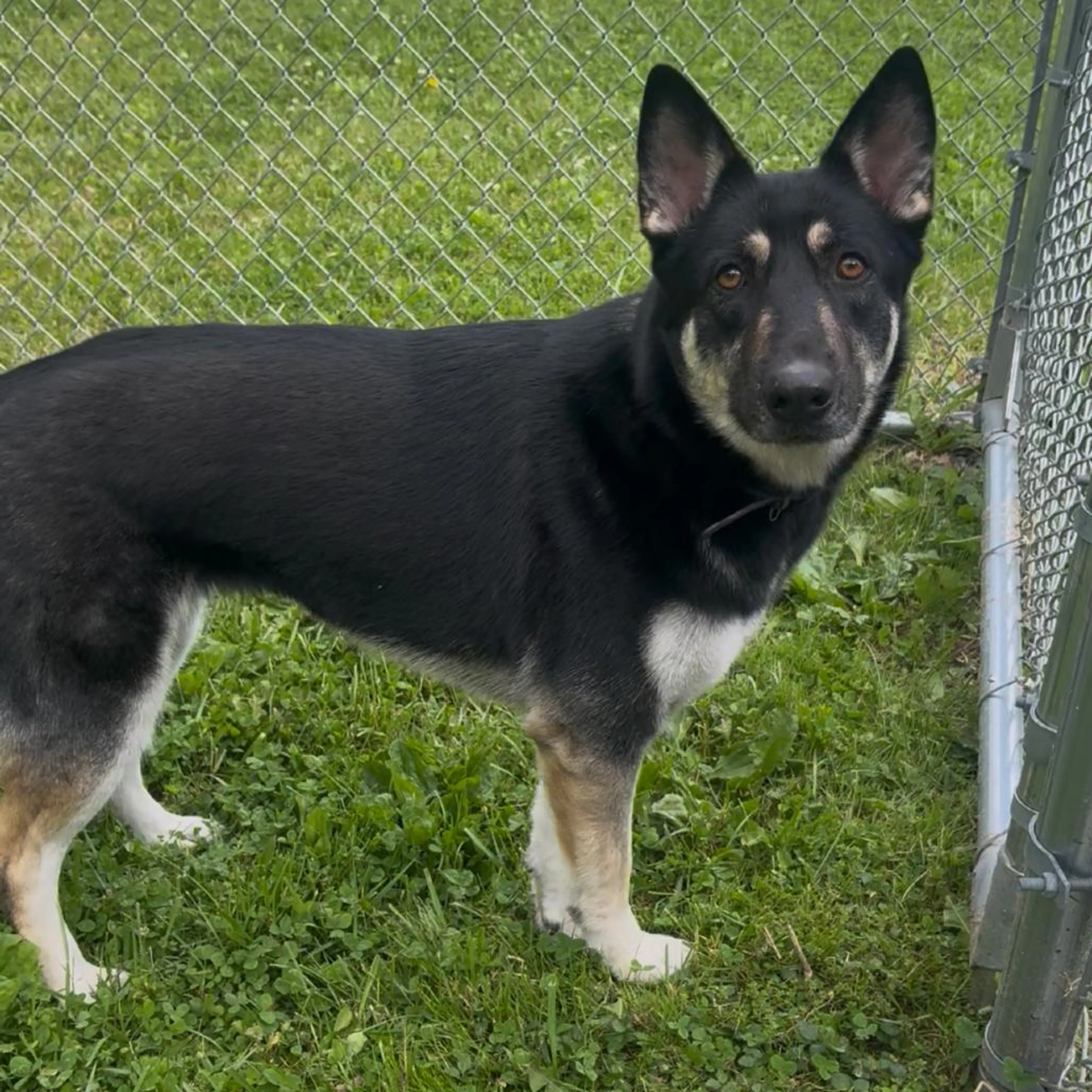 Found pet