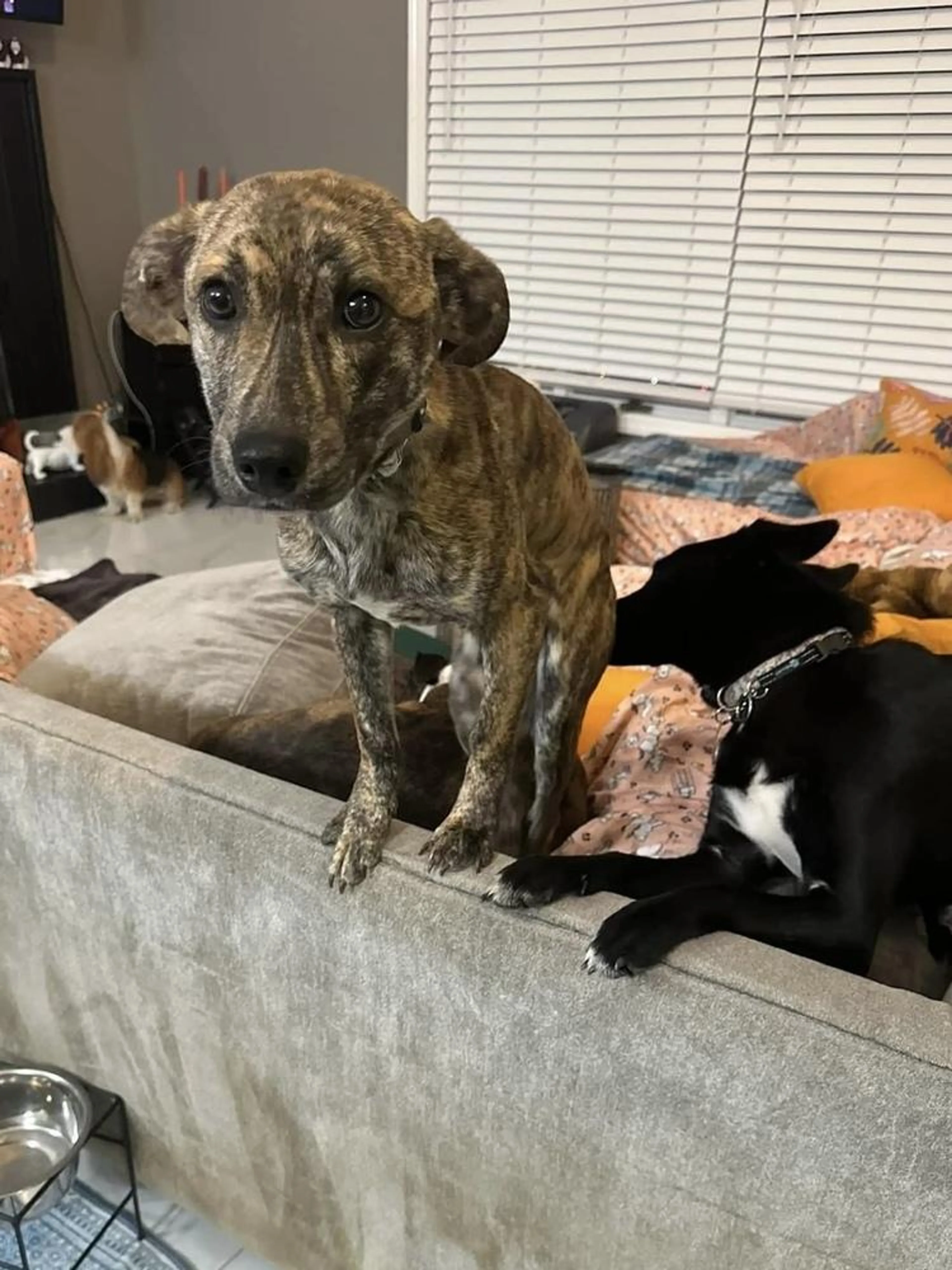 Found pet-1