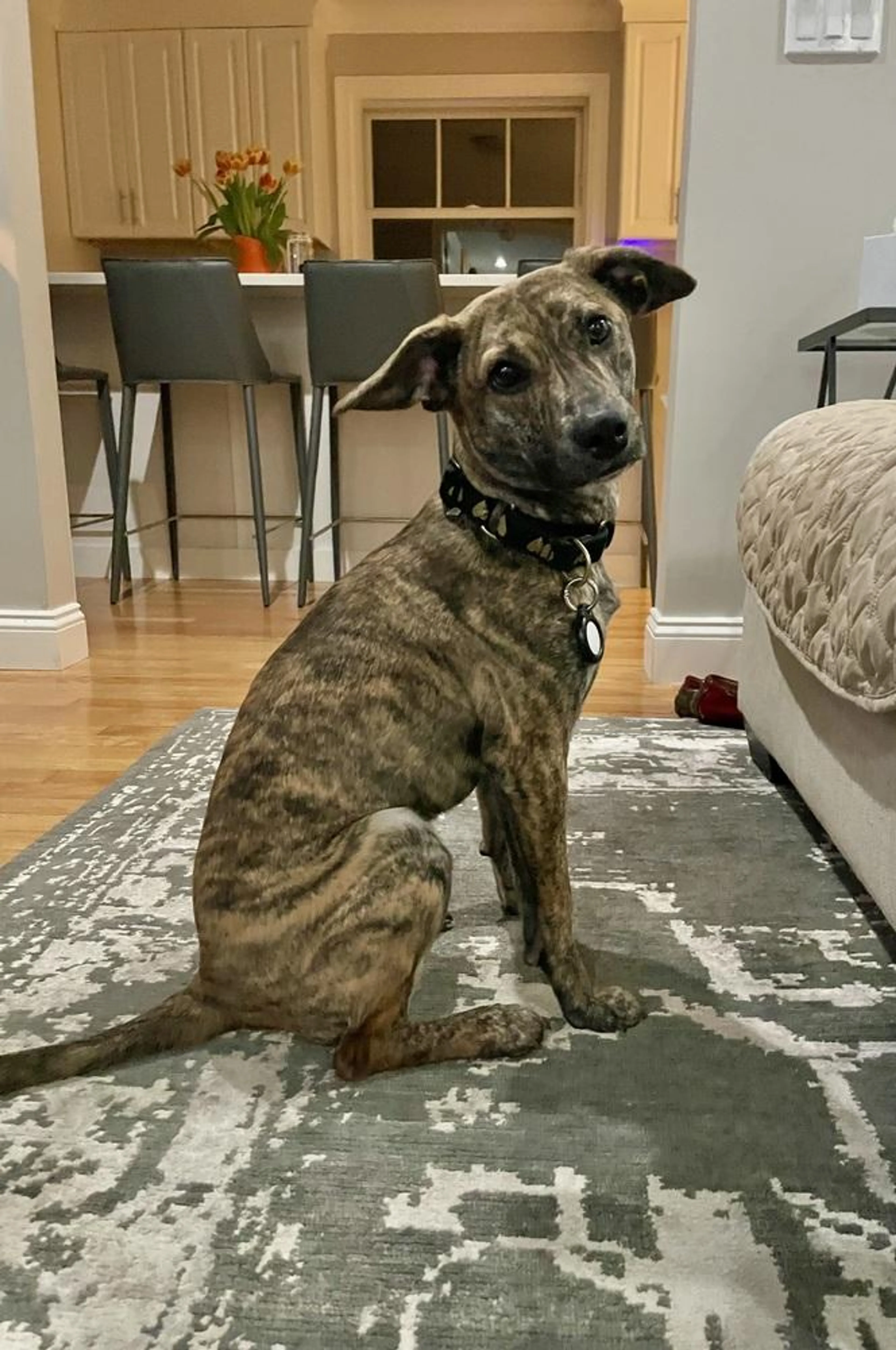 Found pet-5