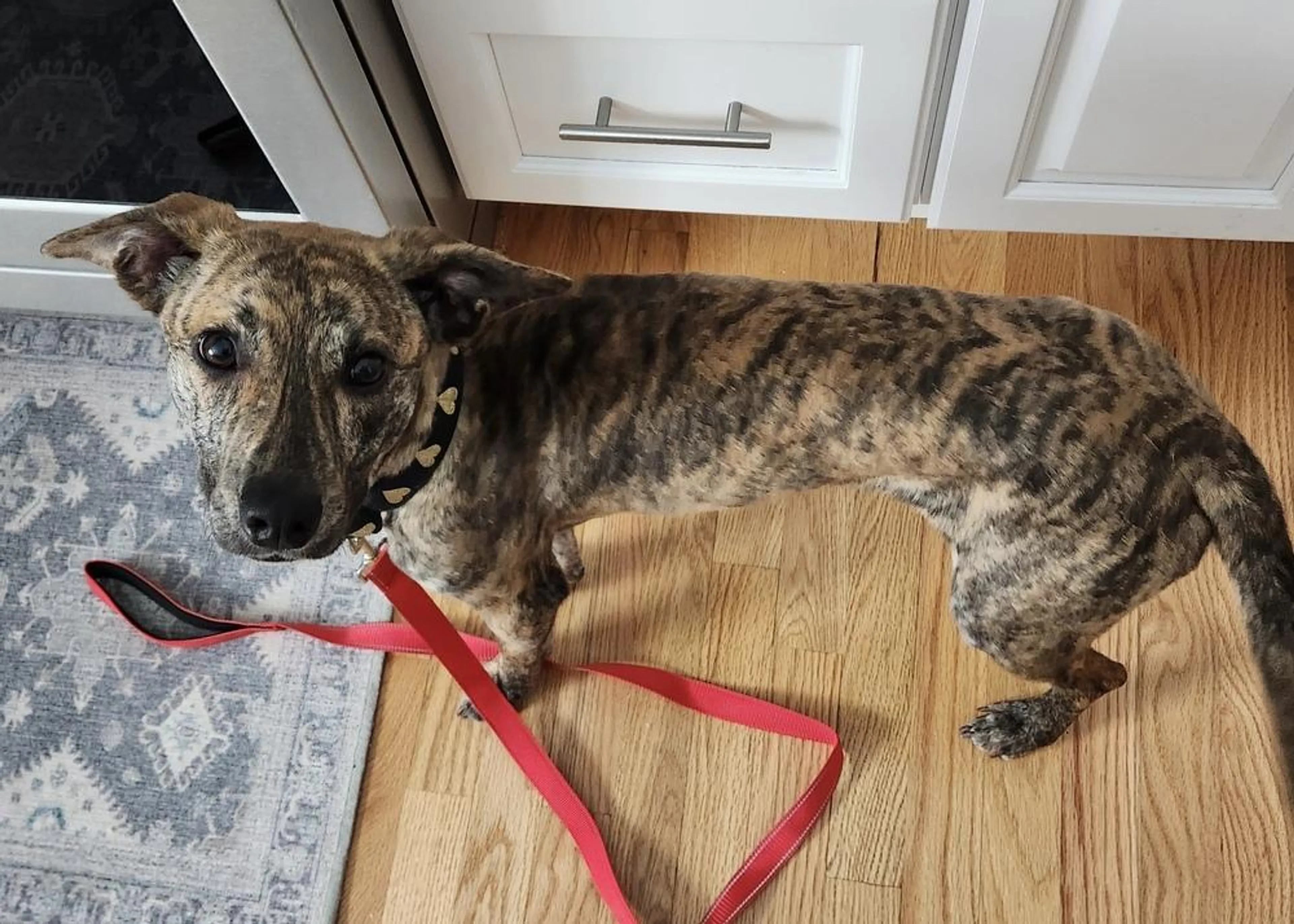 Found pet-4