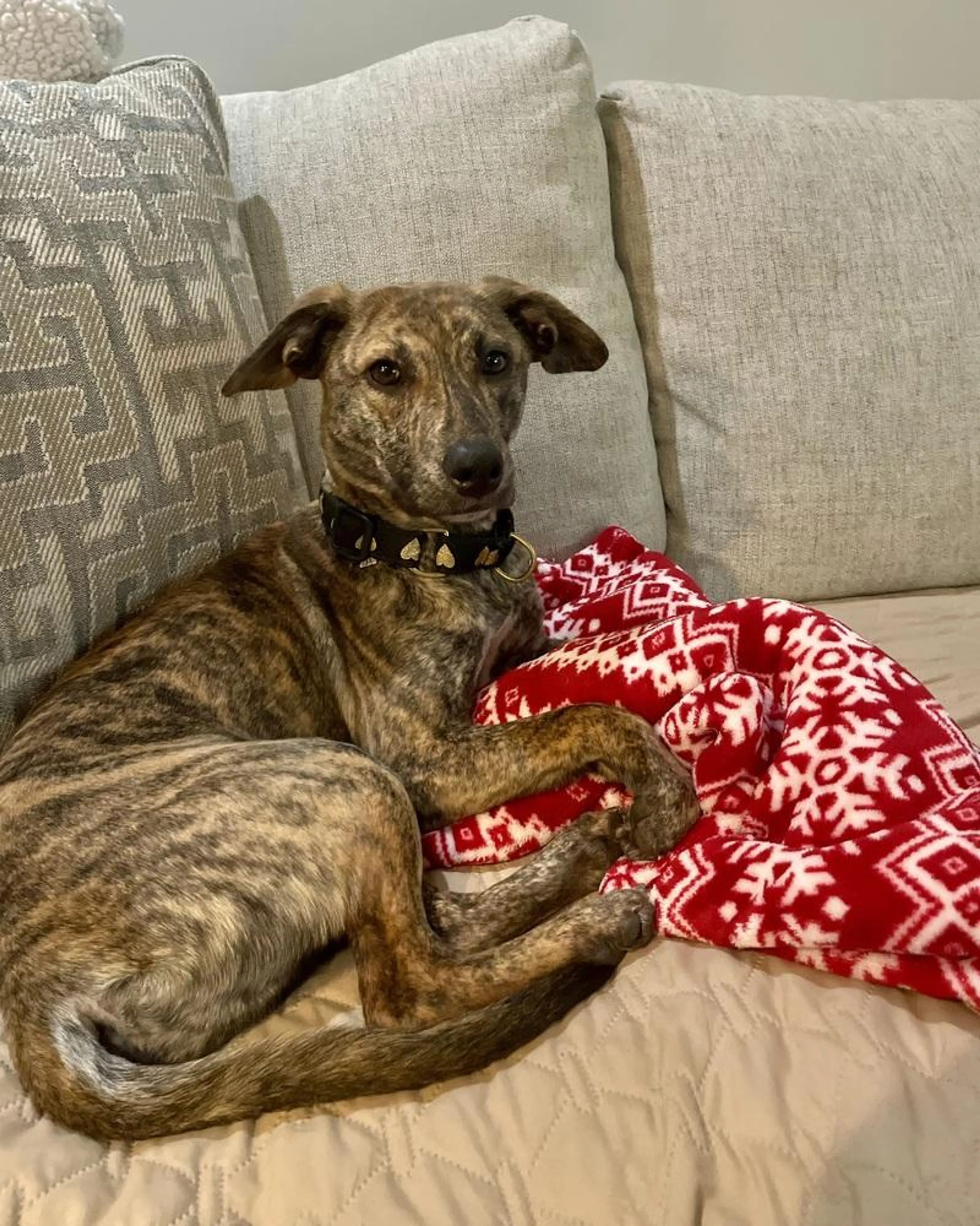 Found pet-3