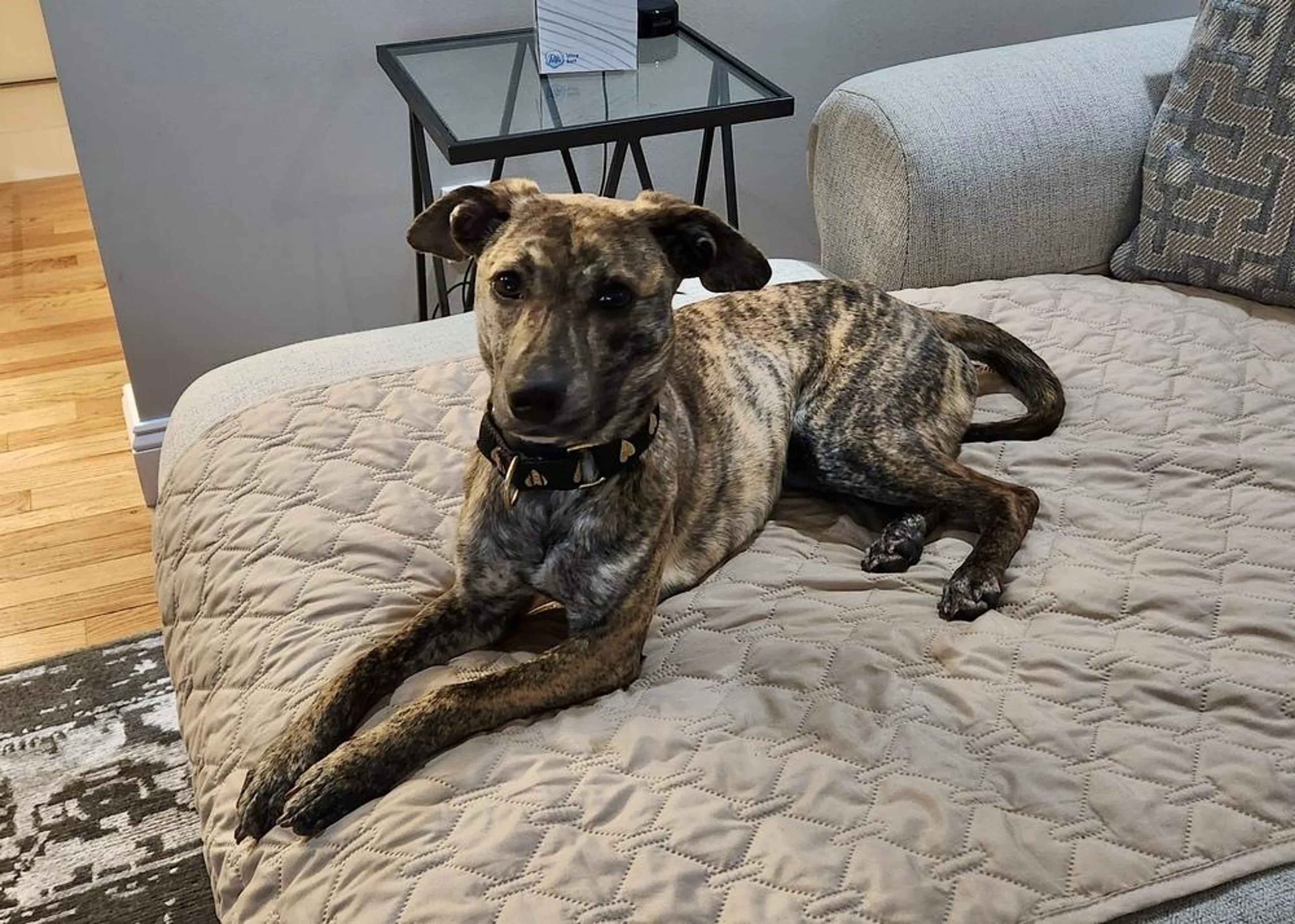 Found pet-2