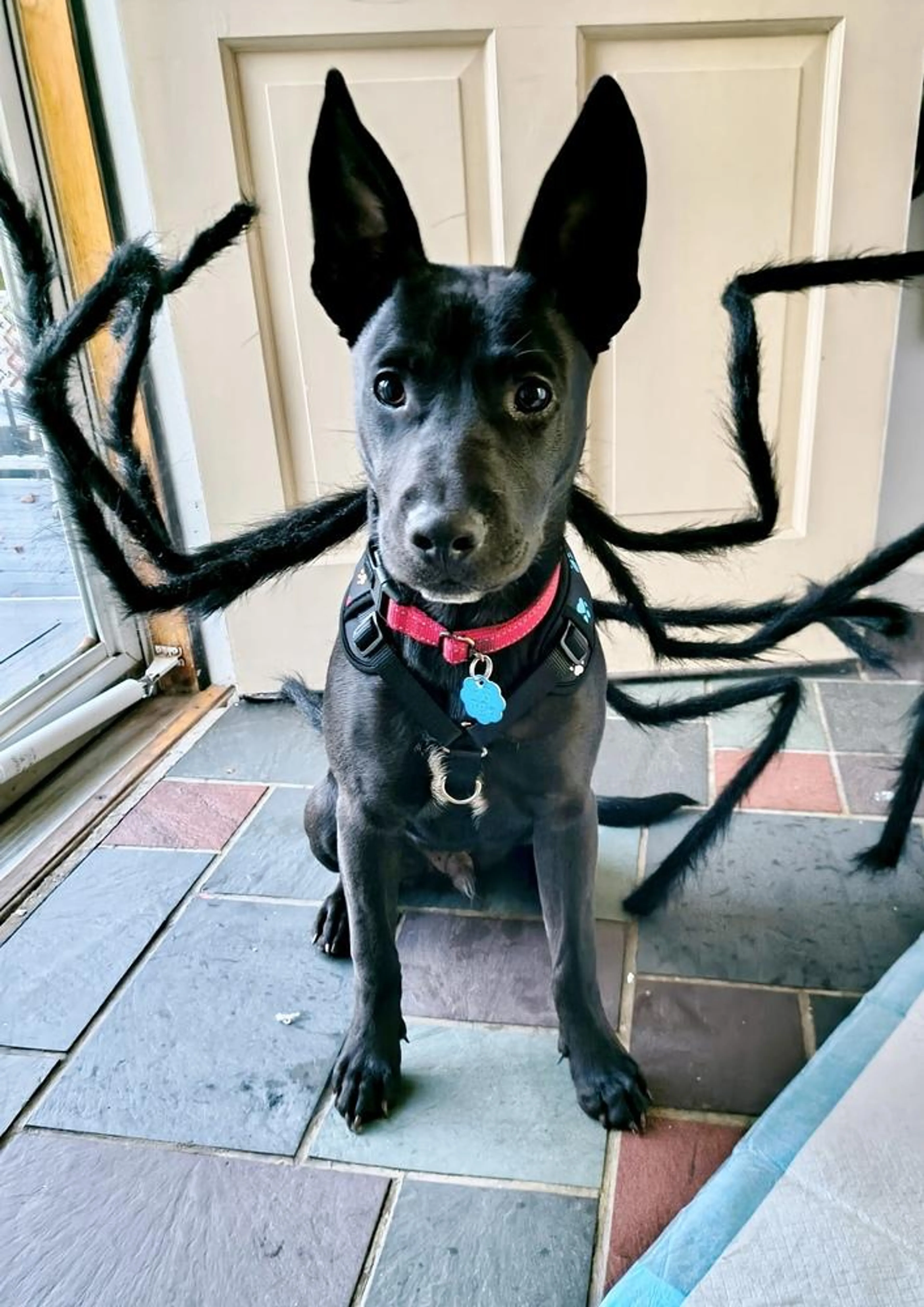 Found pet-4