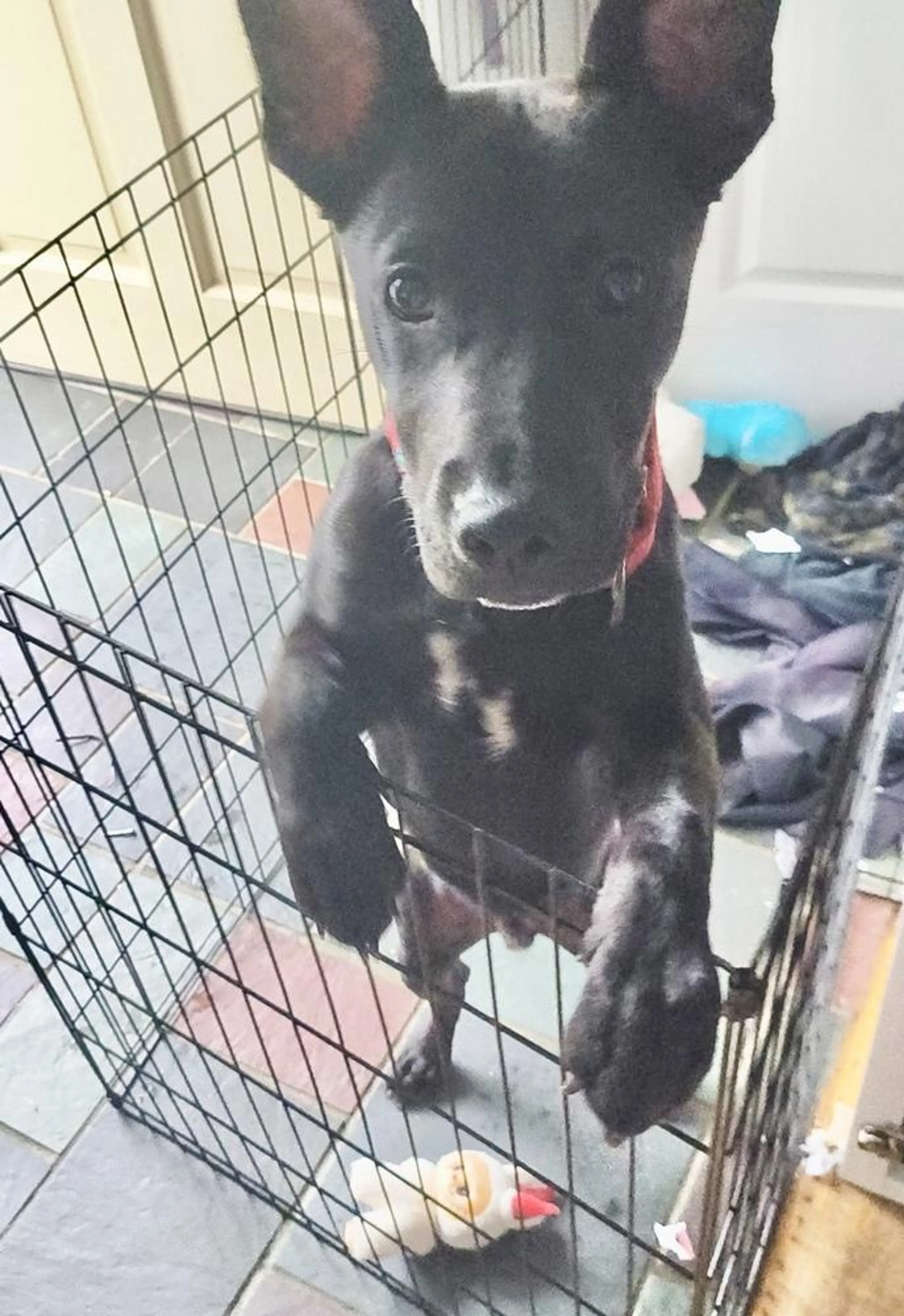 Found pet-3