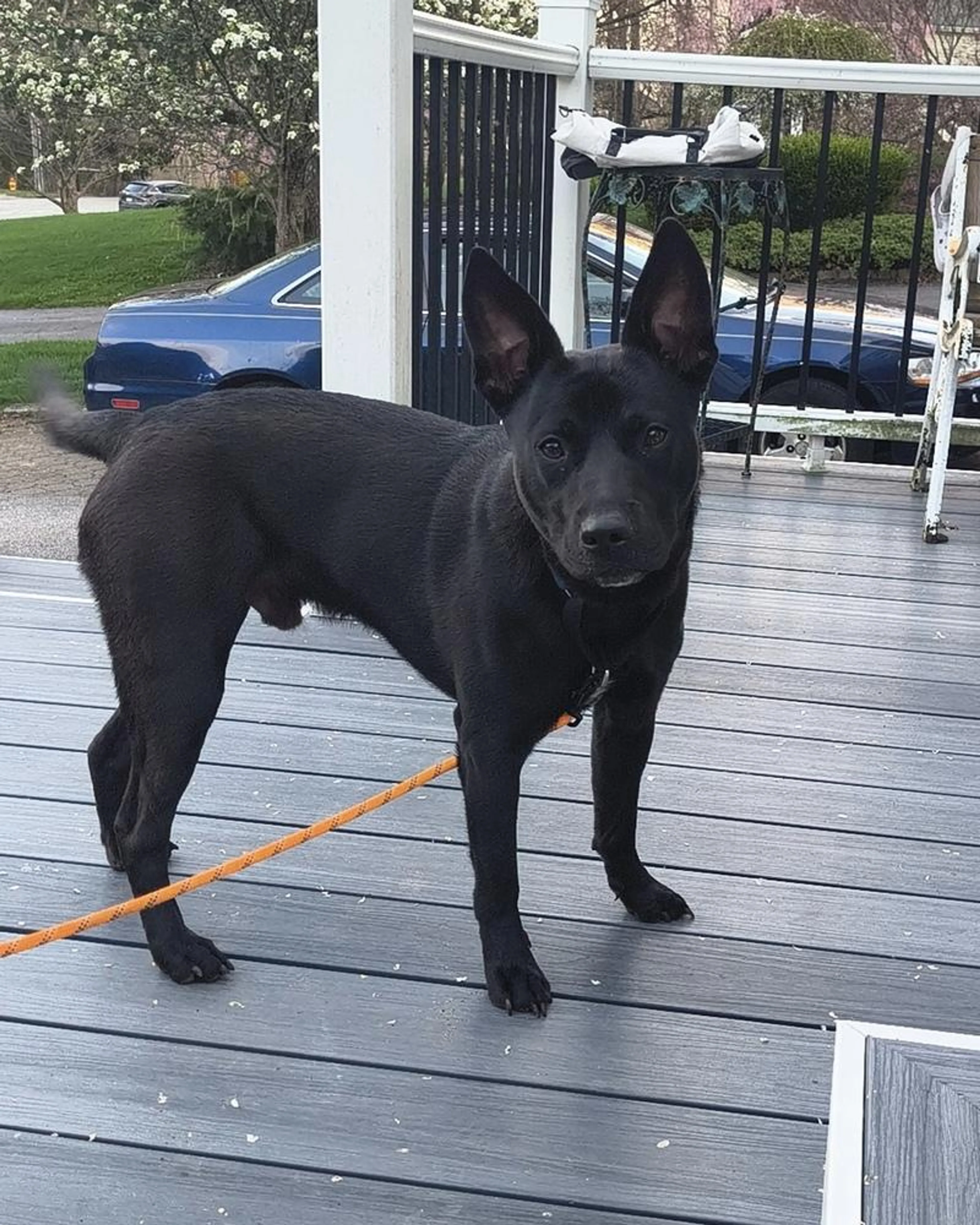 Found pet-2