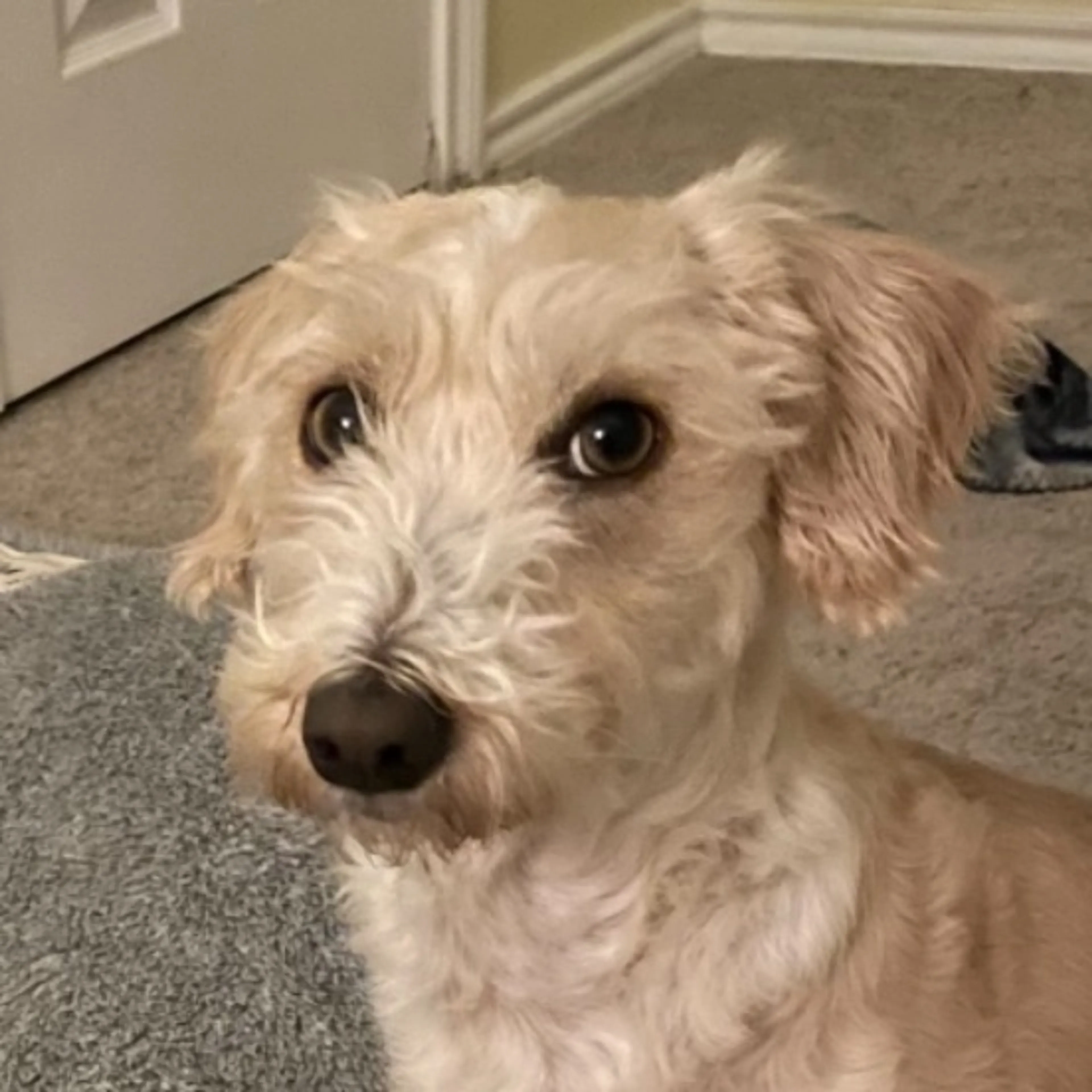 Lost pet