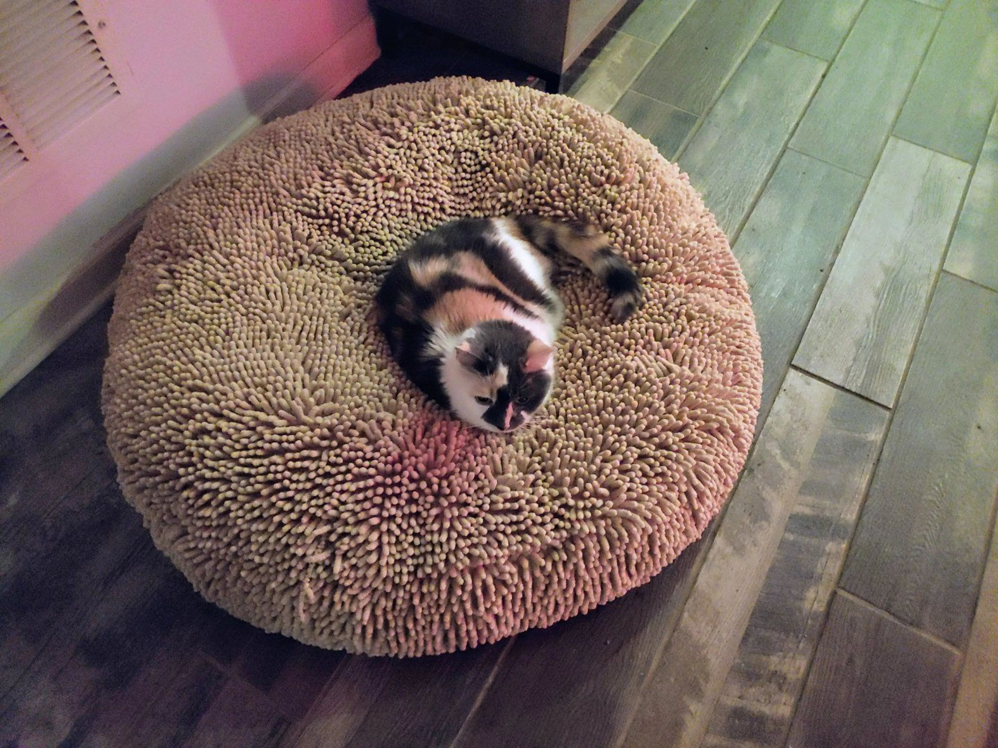 Lost pet-2