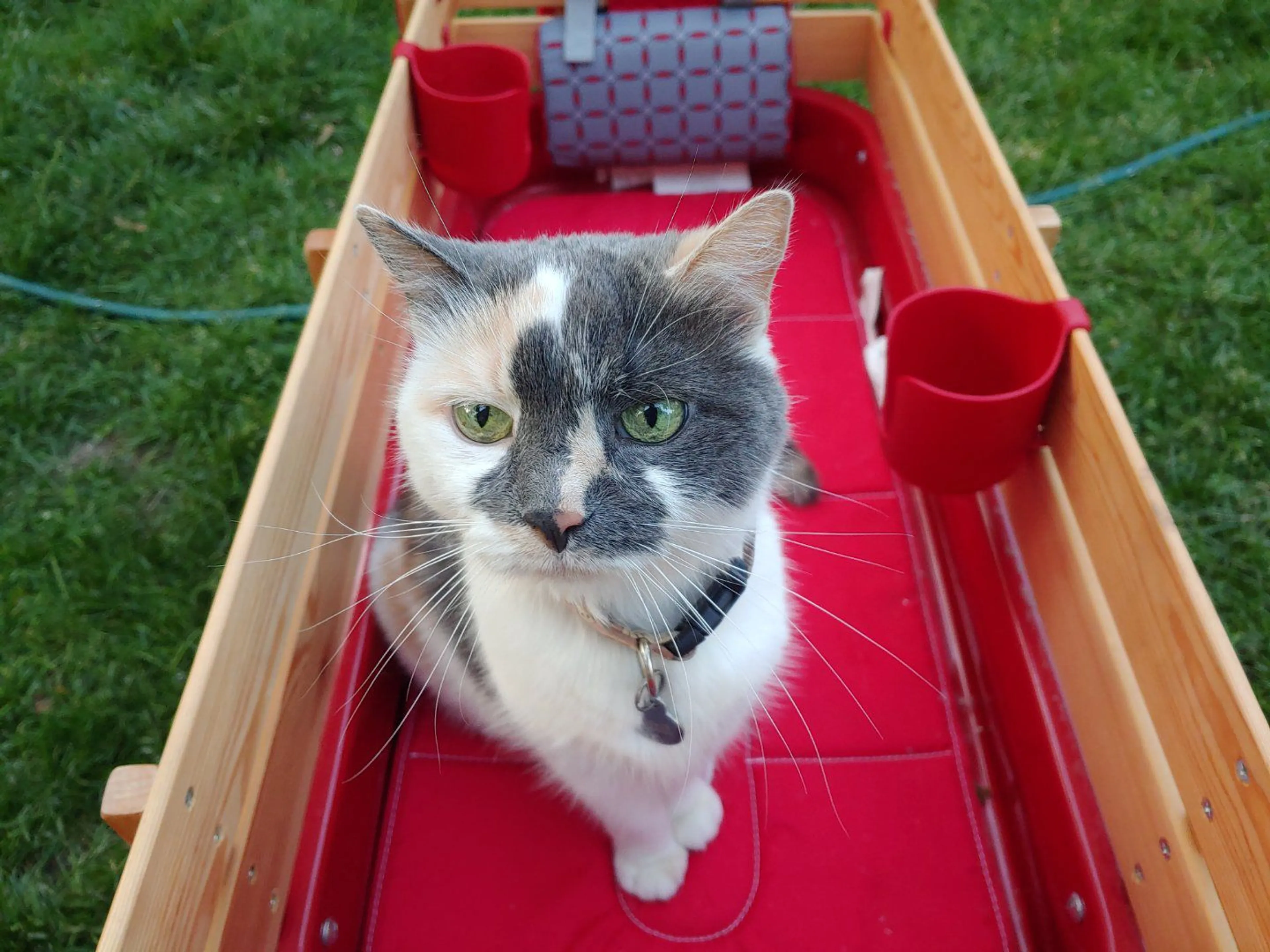 Lost pet-1