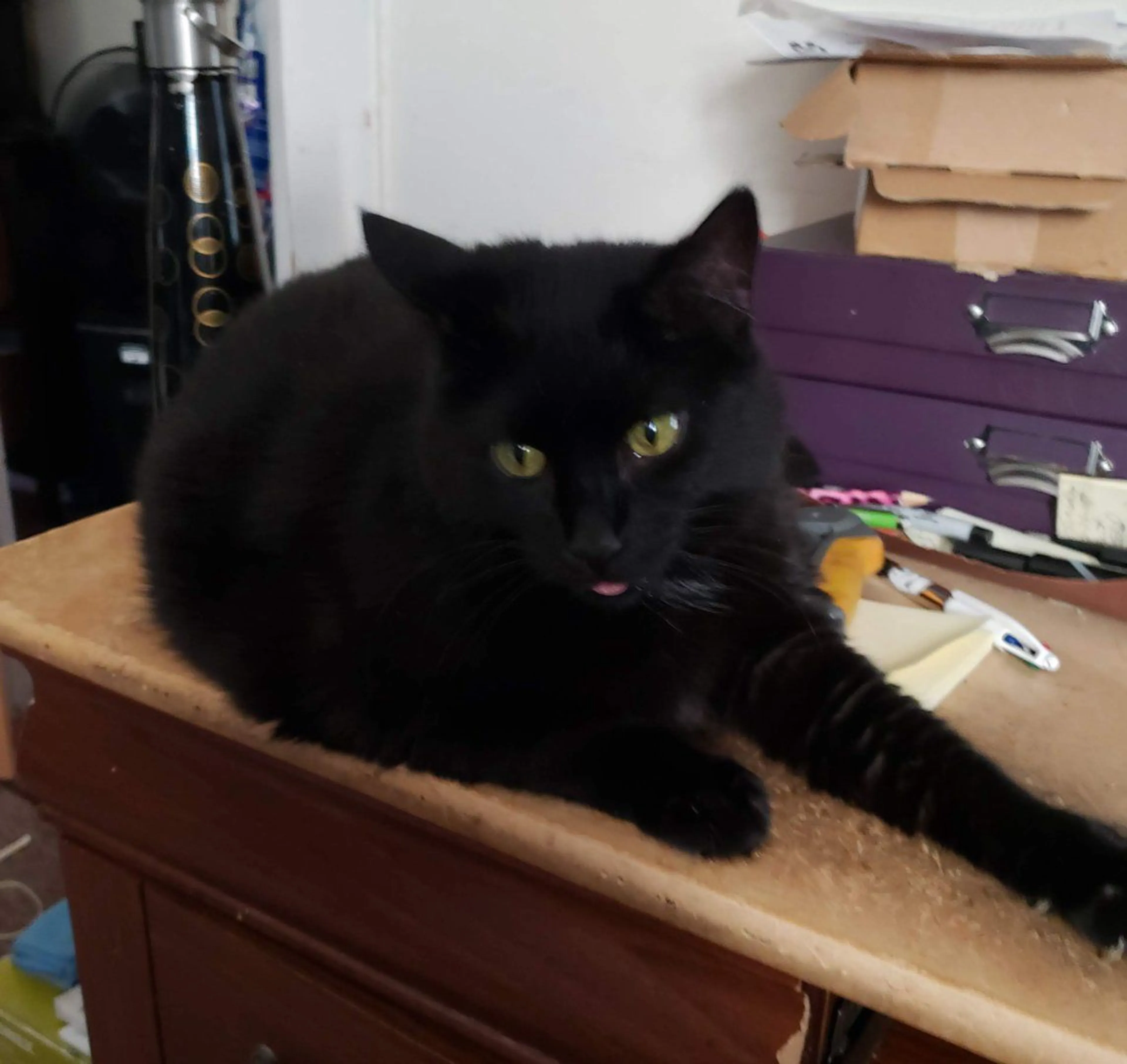 Lost pet-1