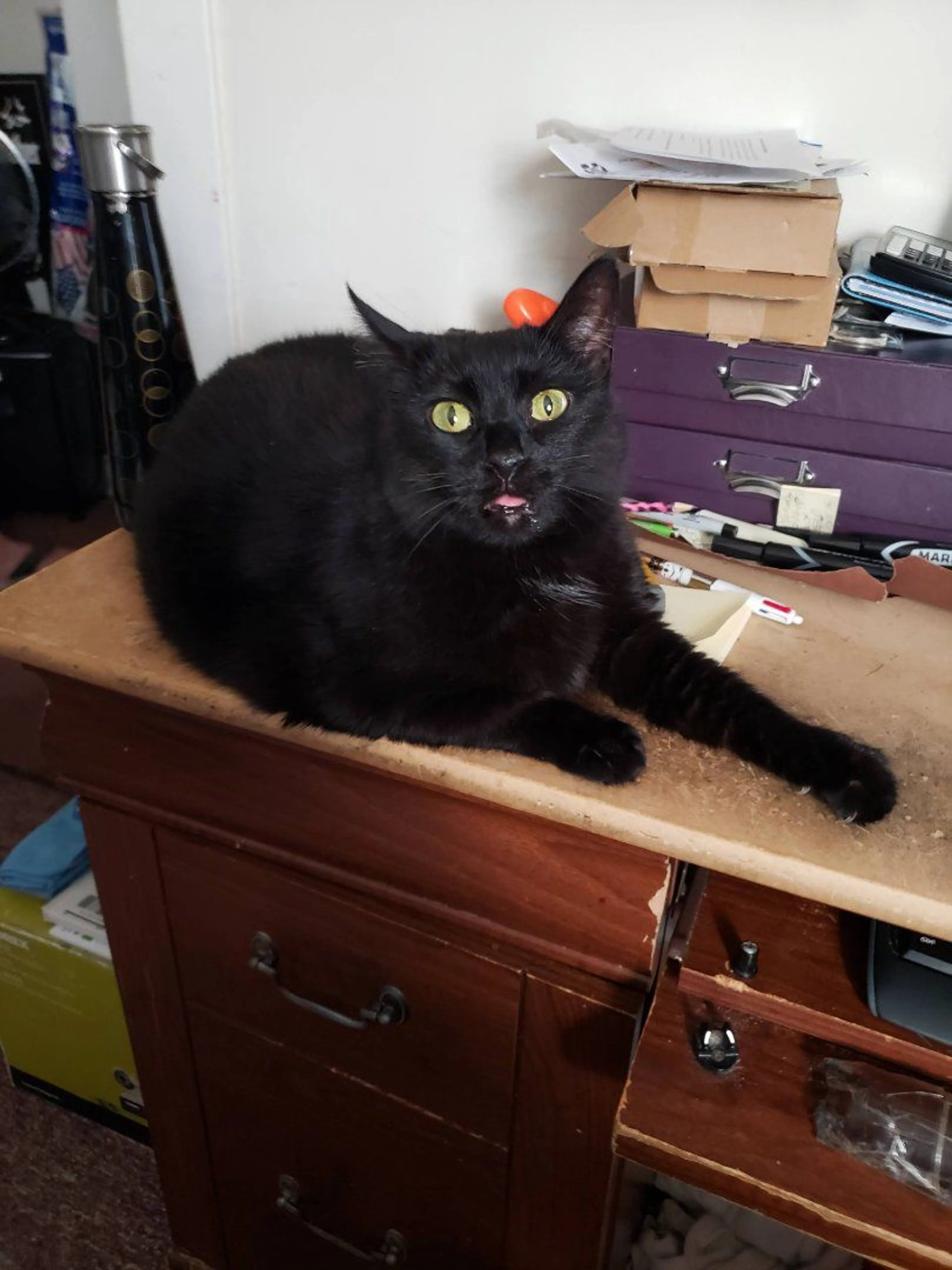 Lost pet-2
