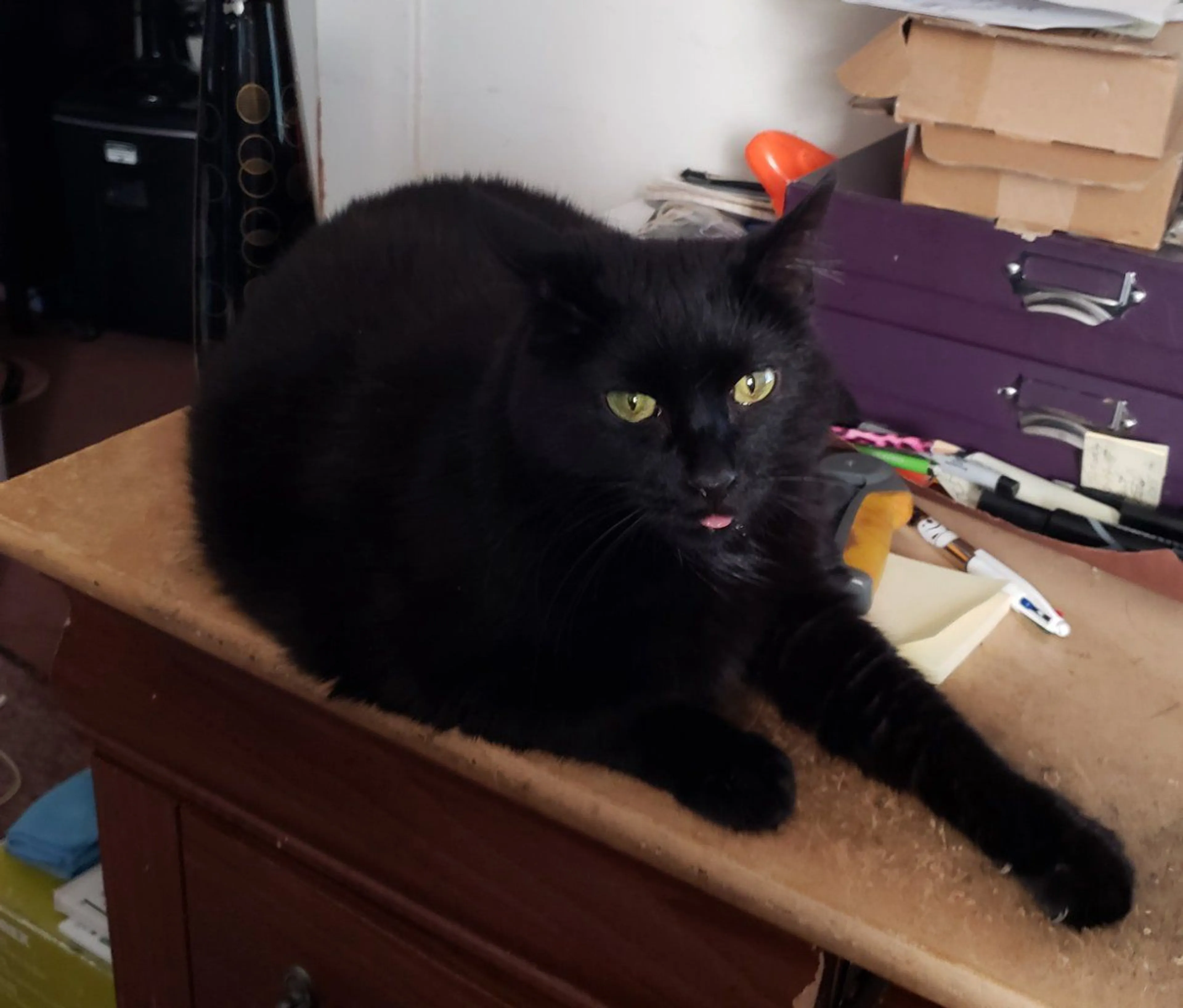 Lost pet-3