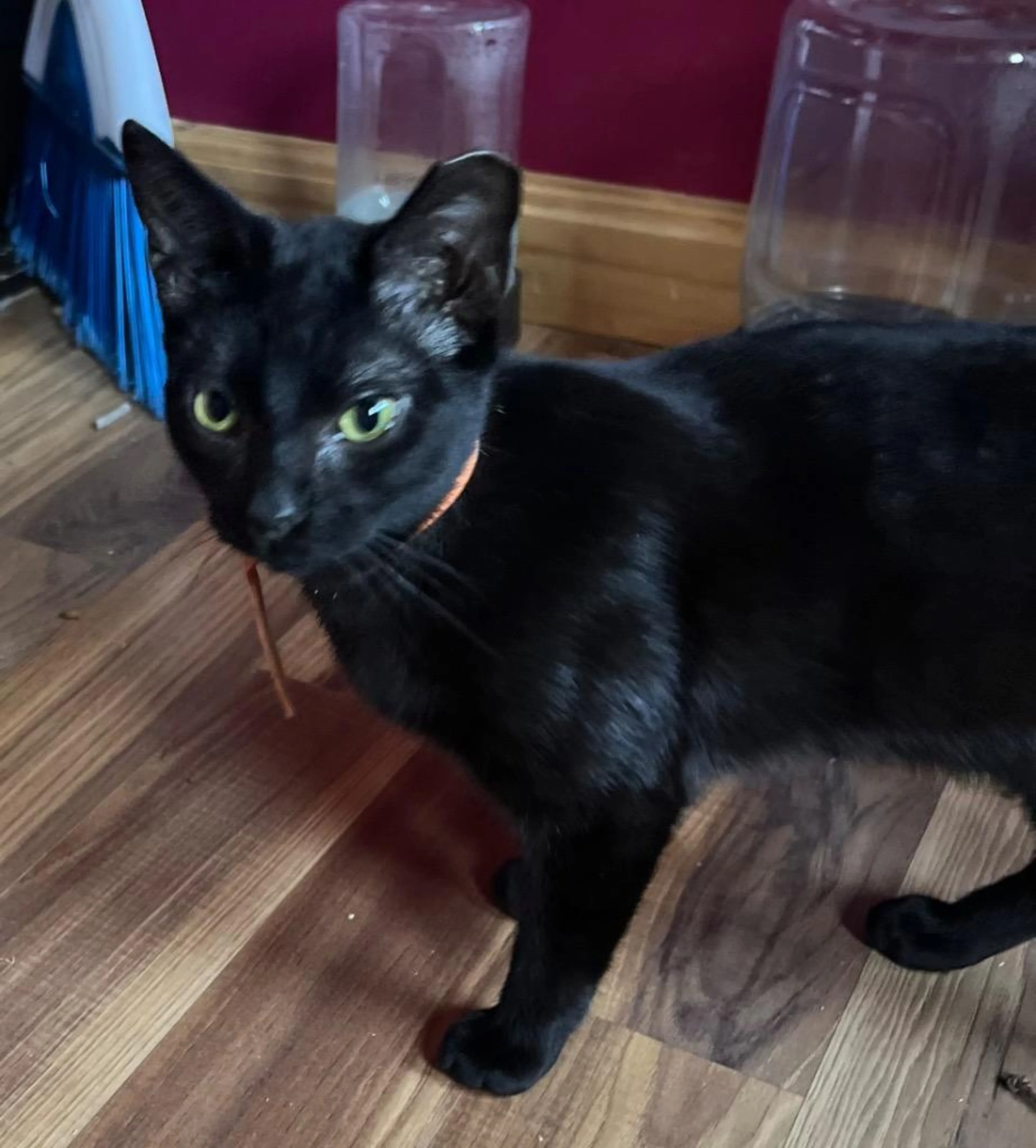 Found pet