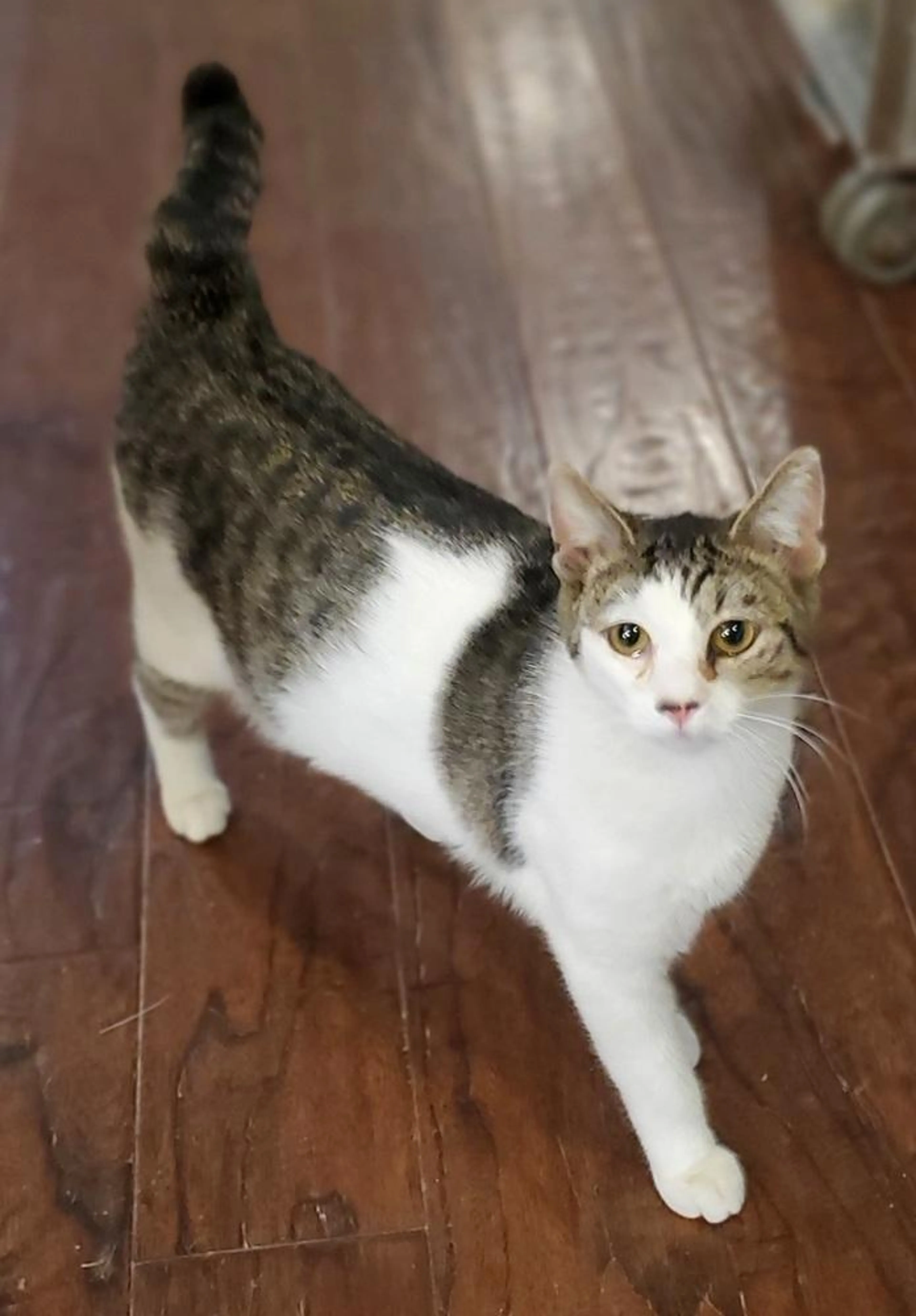 Found pet-0