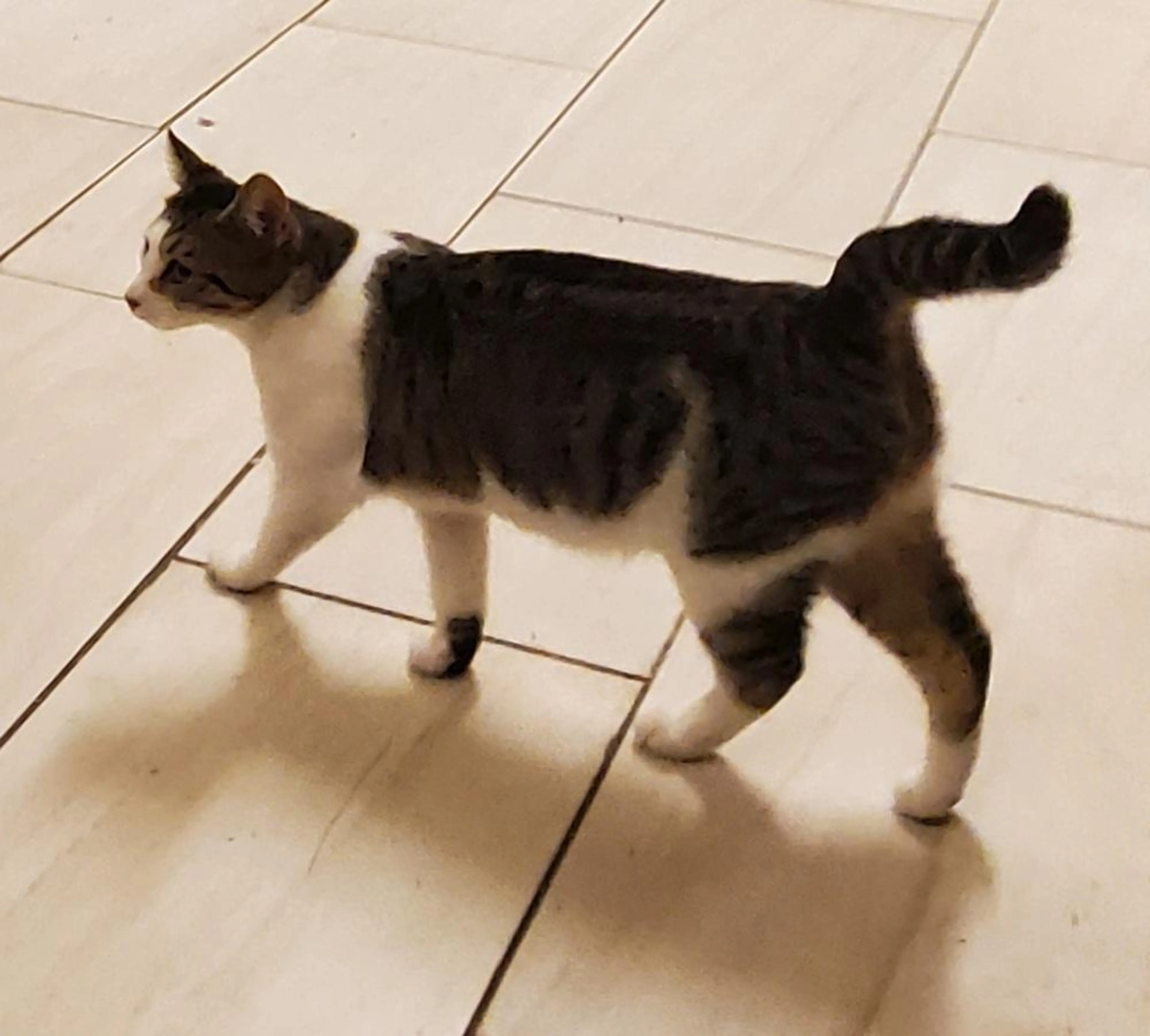 Found pet-2