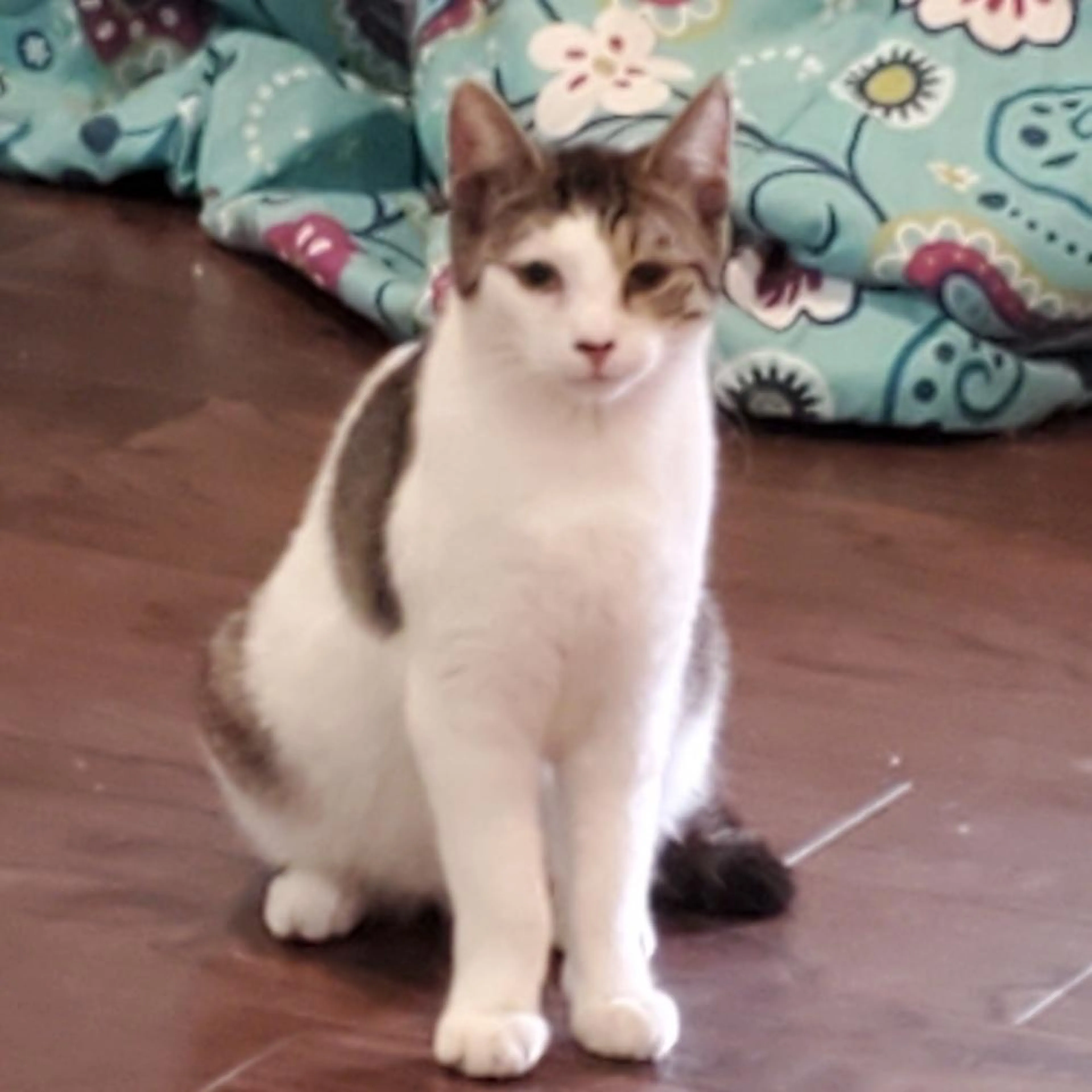 Found pet-1