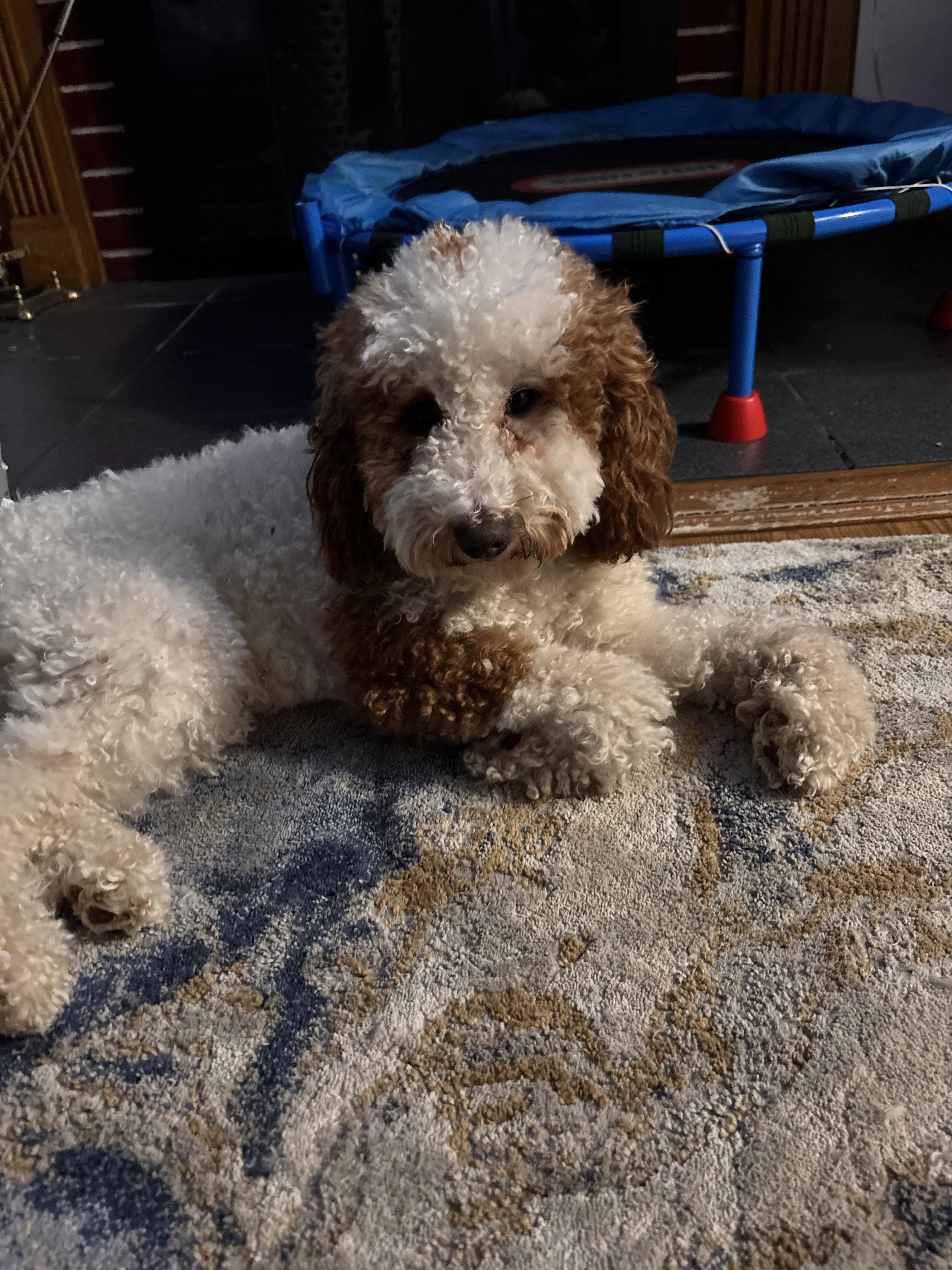 Lost pet
