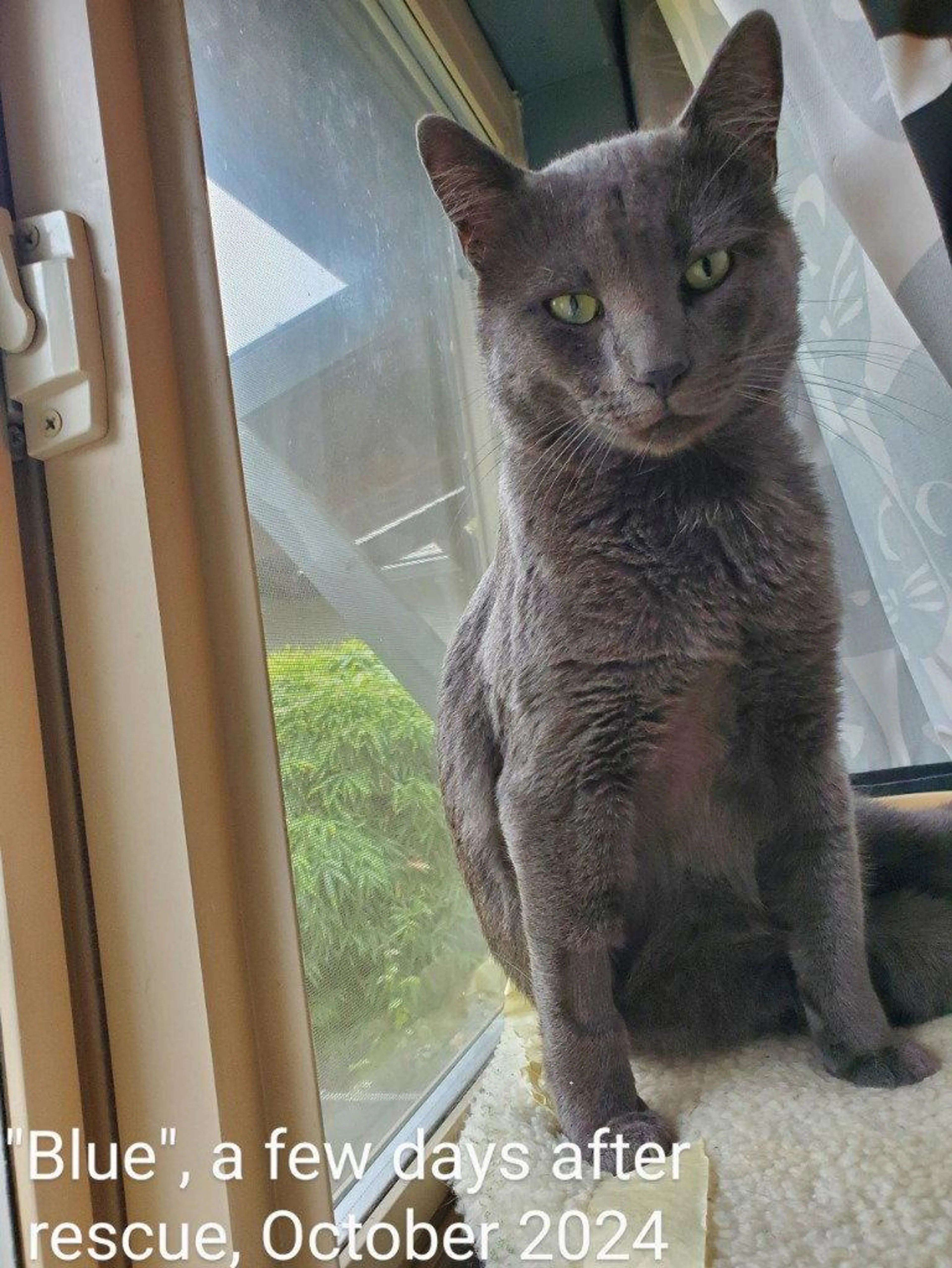 Found pet-1