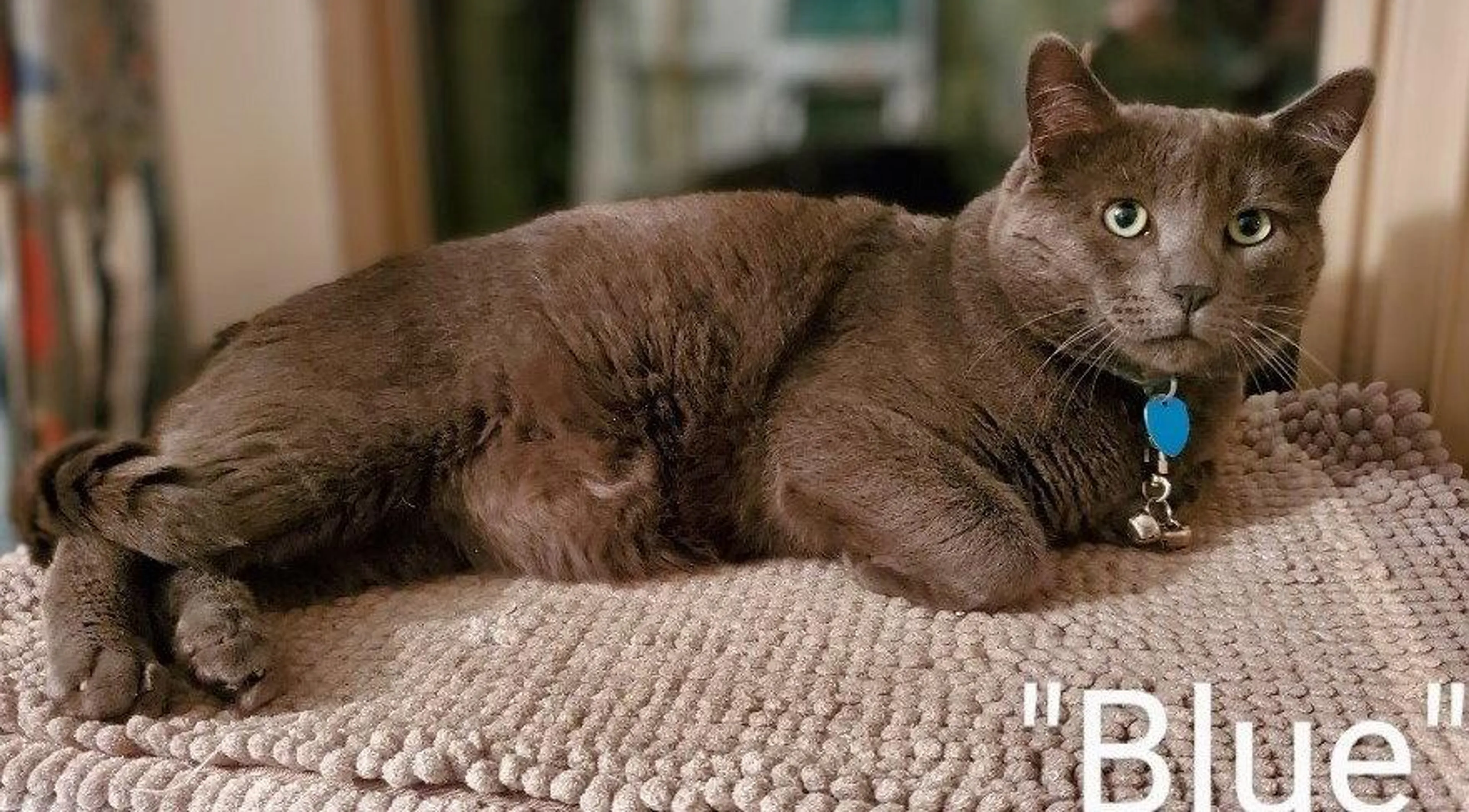 Found pet-0