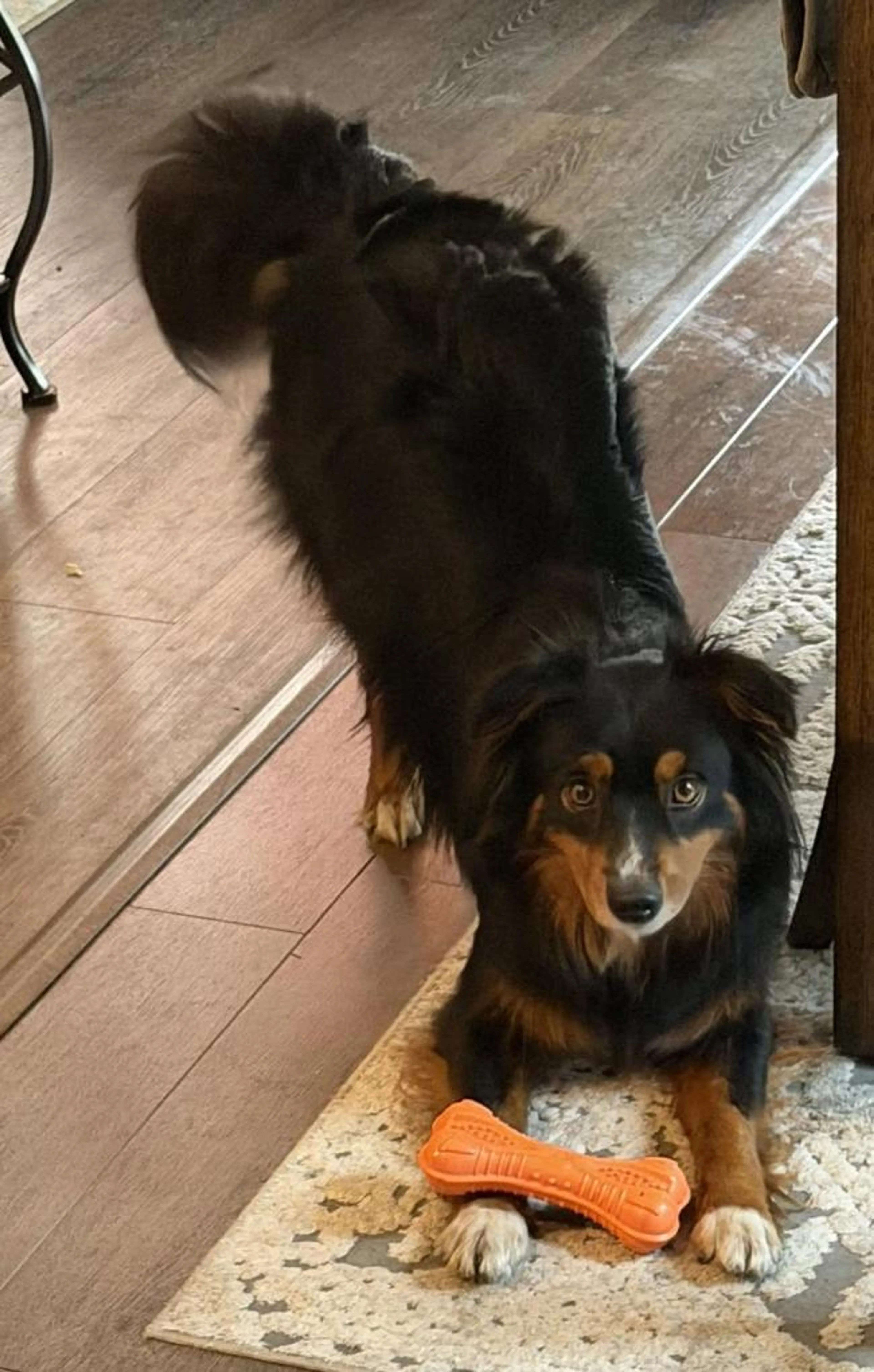 Found pet-1
