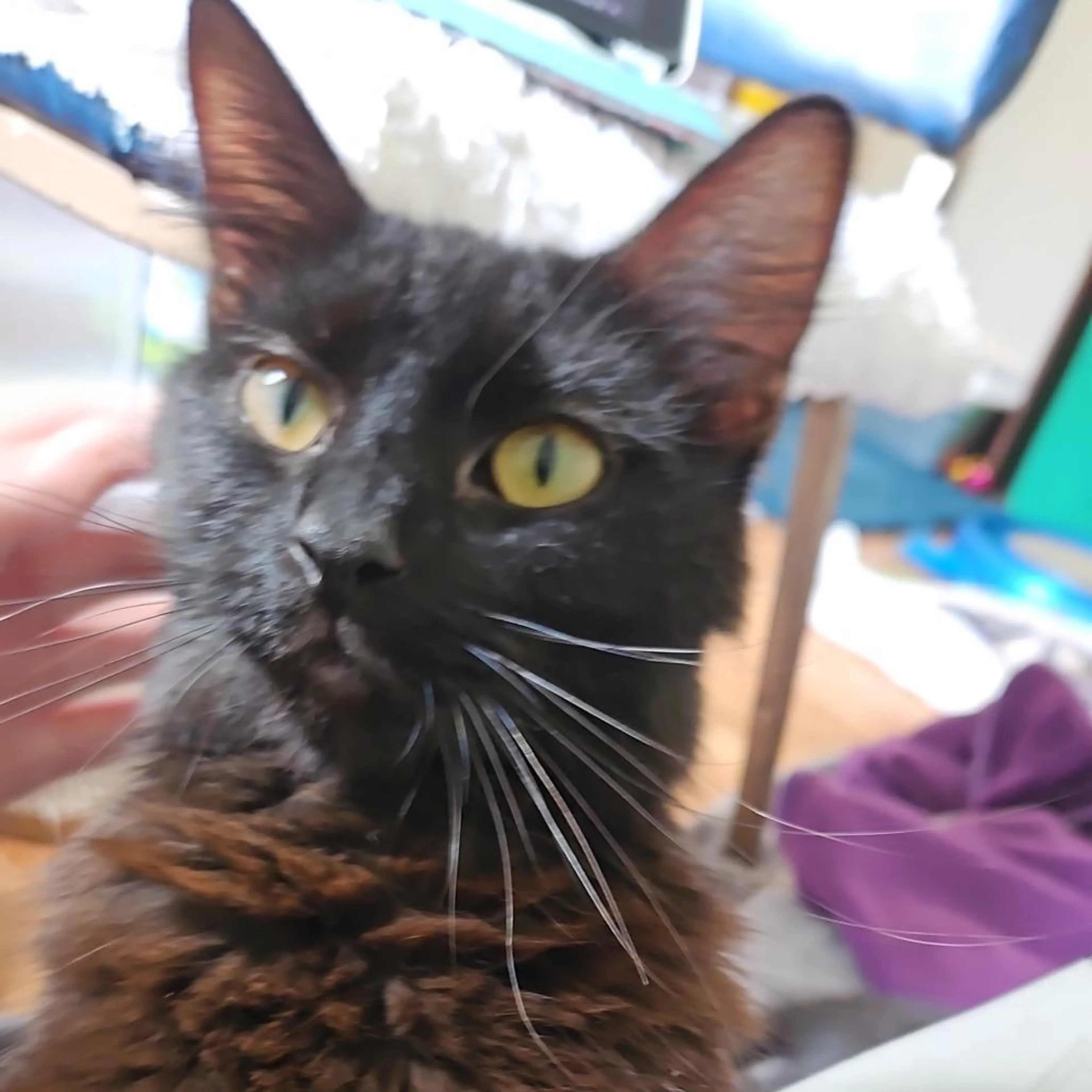 Found pet-3
