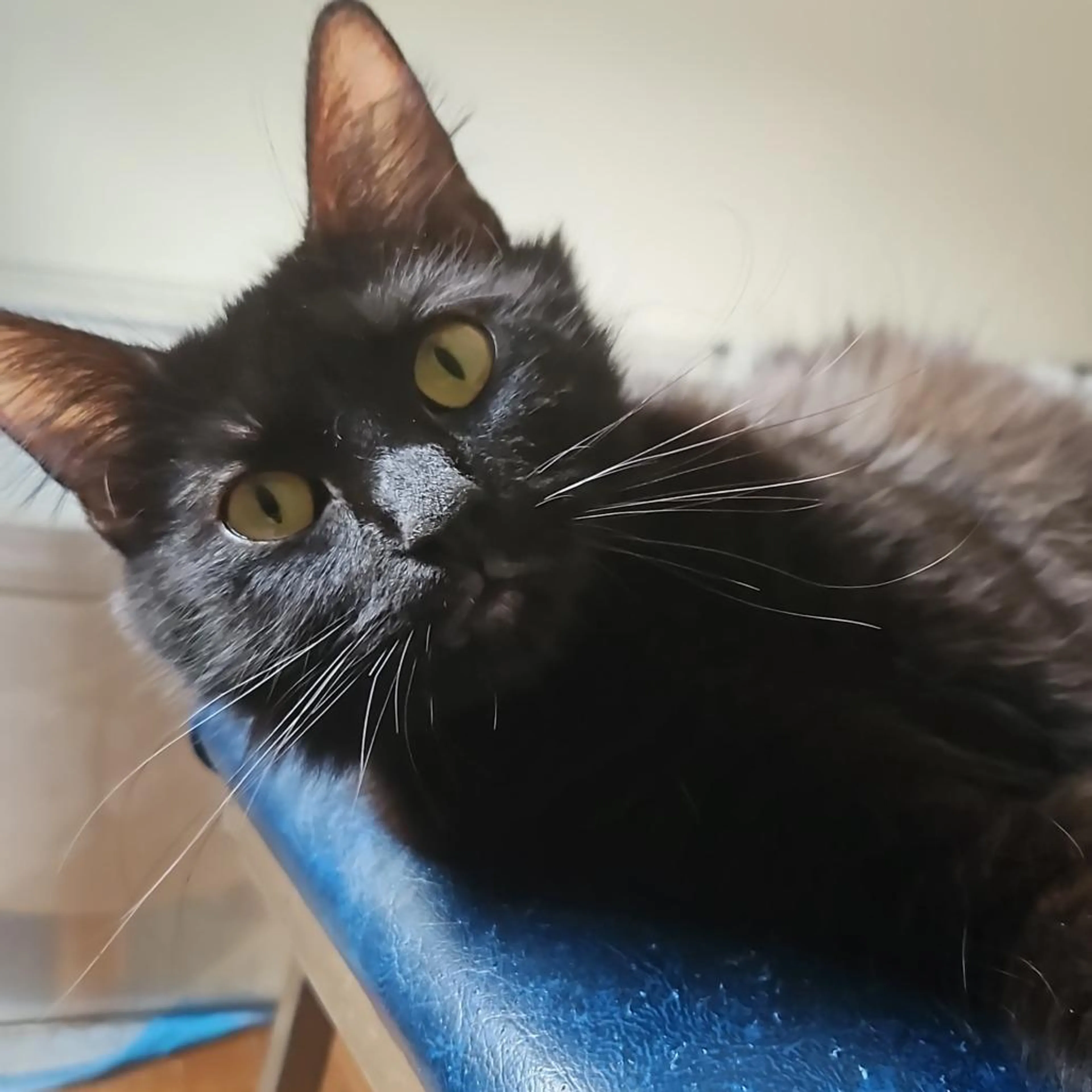 Found pet-0