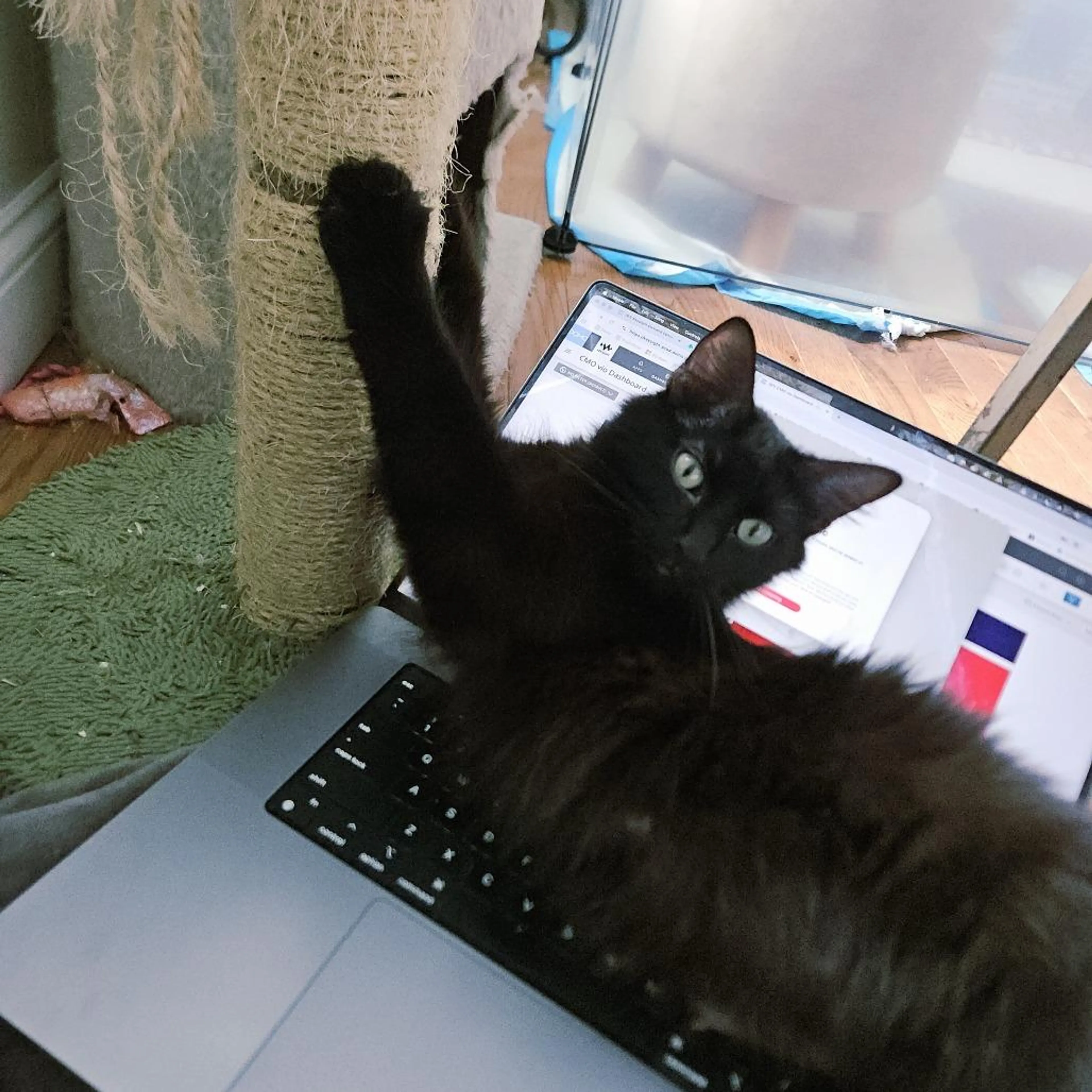 Found pet-2