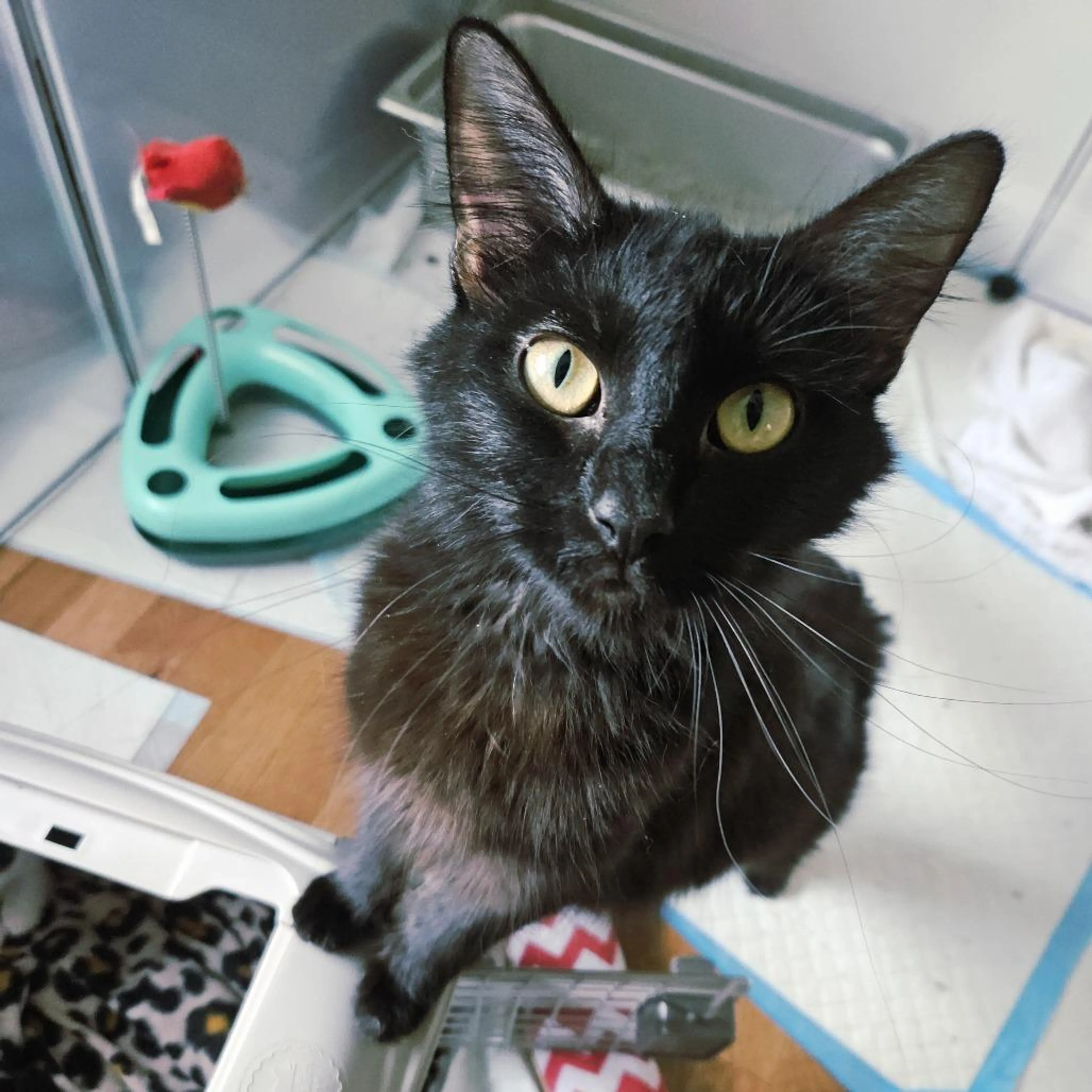 Found pet-4