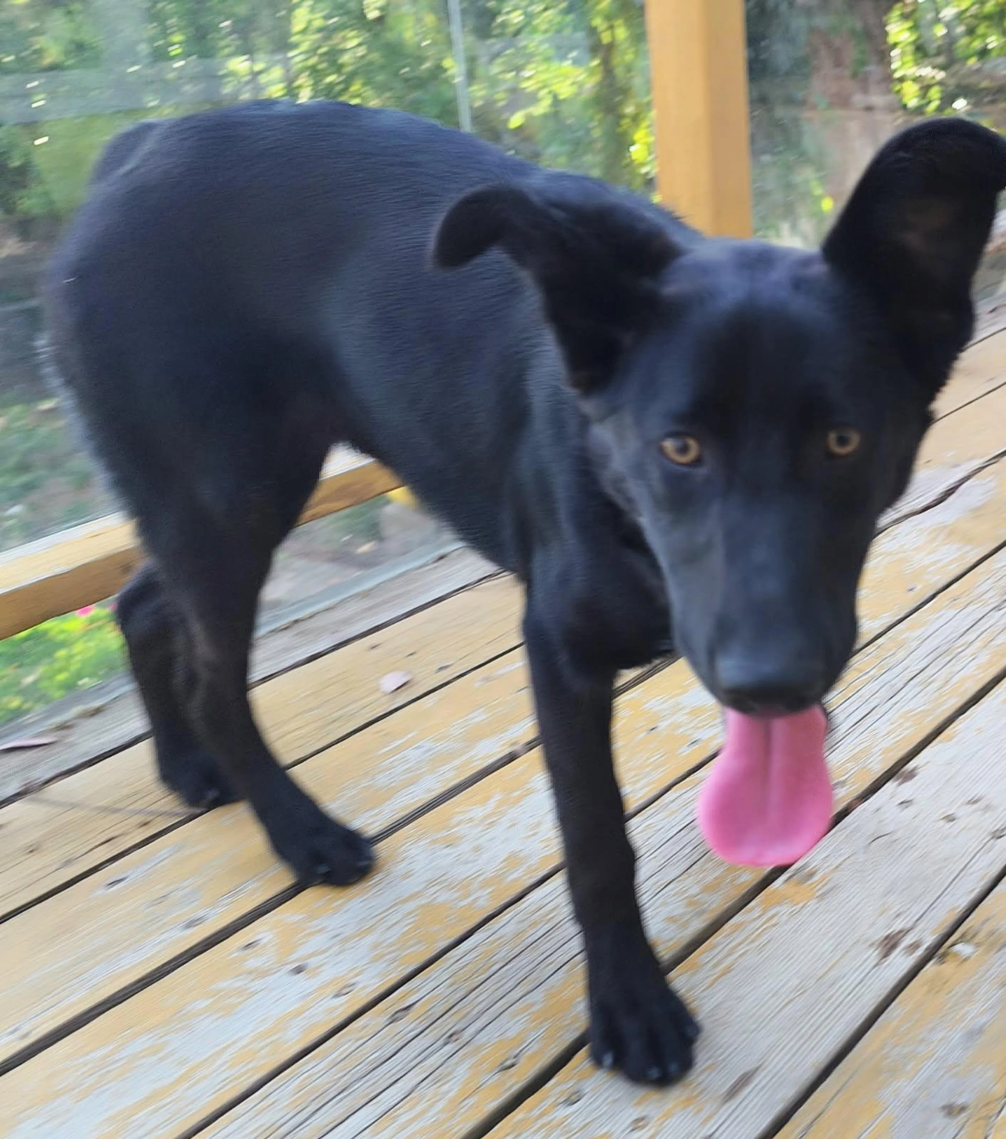 Found pet-1
