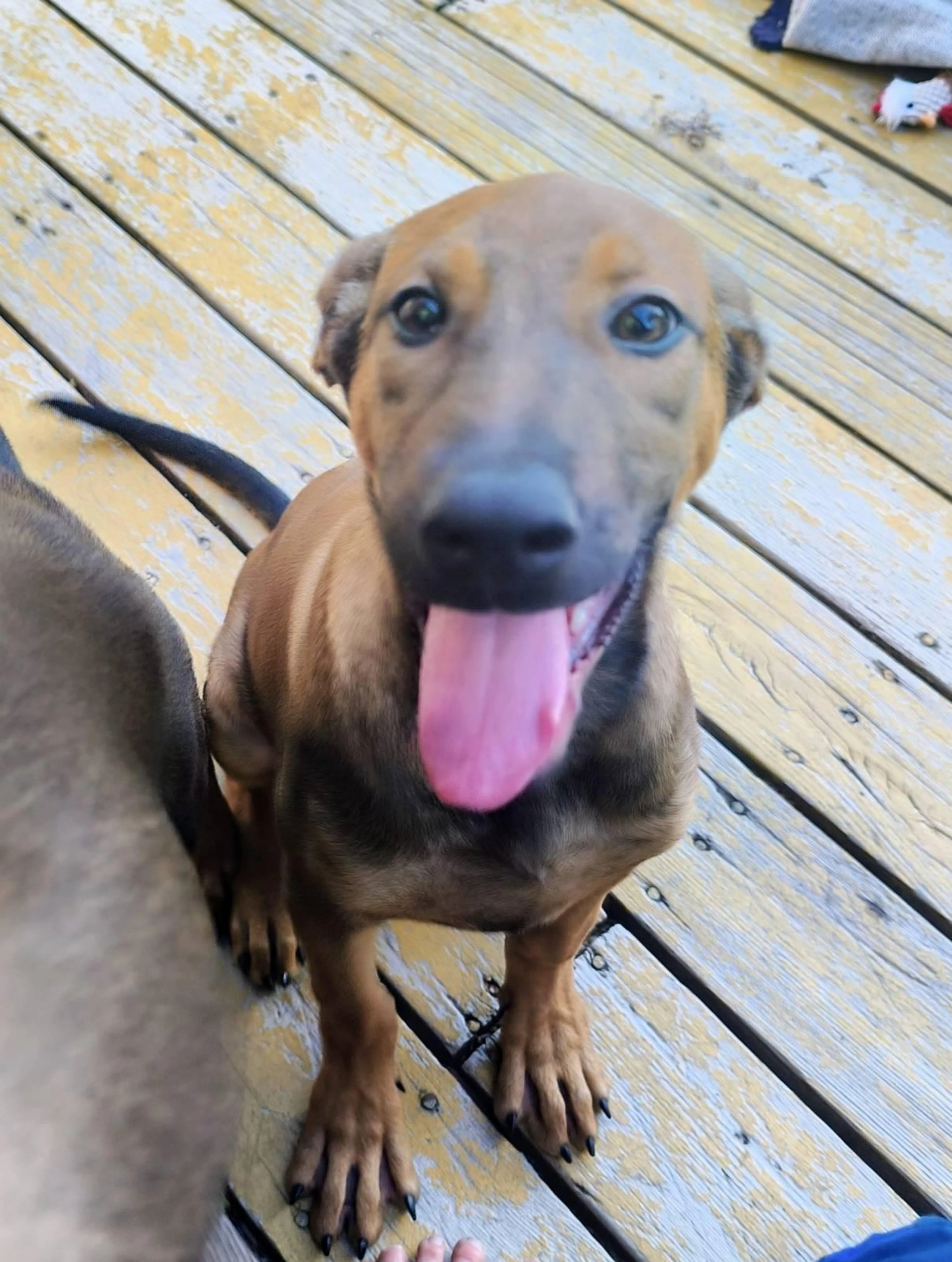 Found pet-1