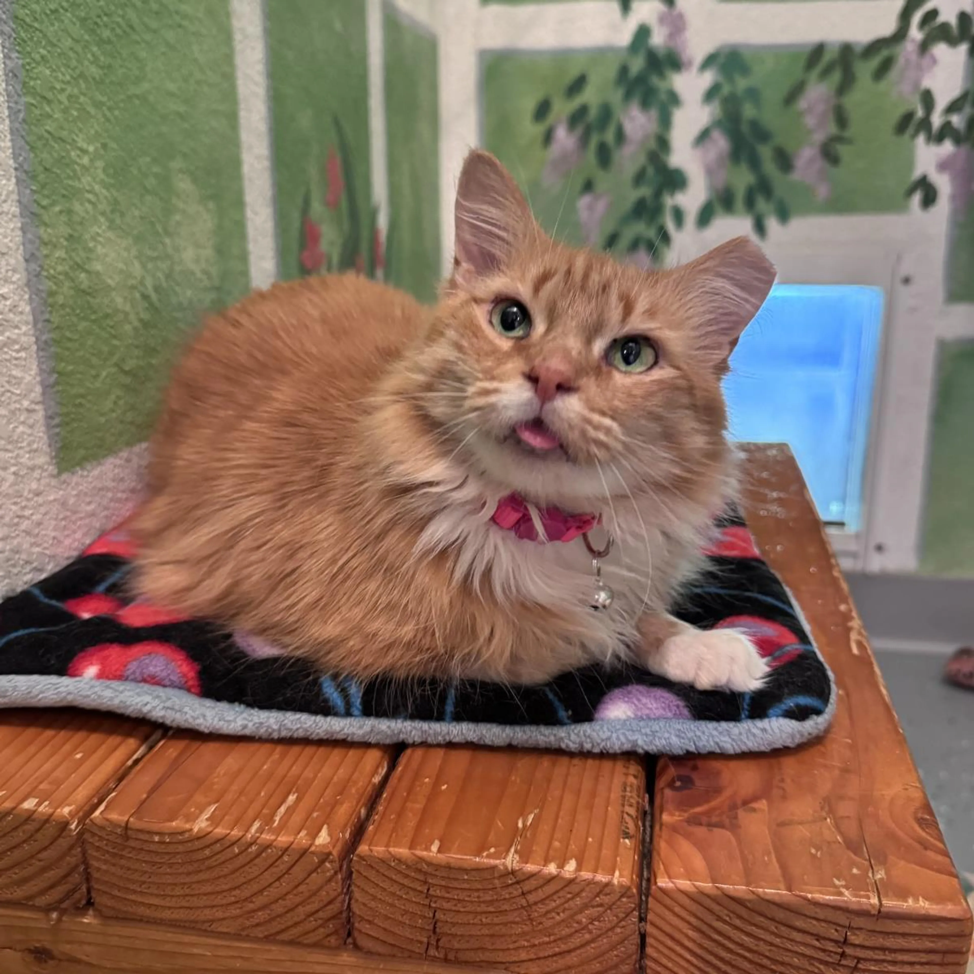 Found pet